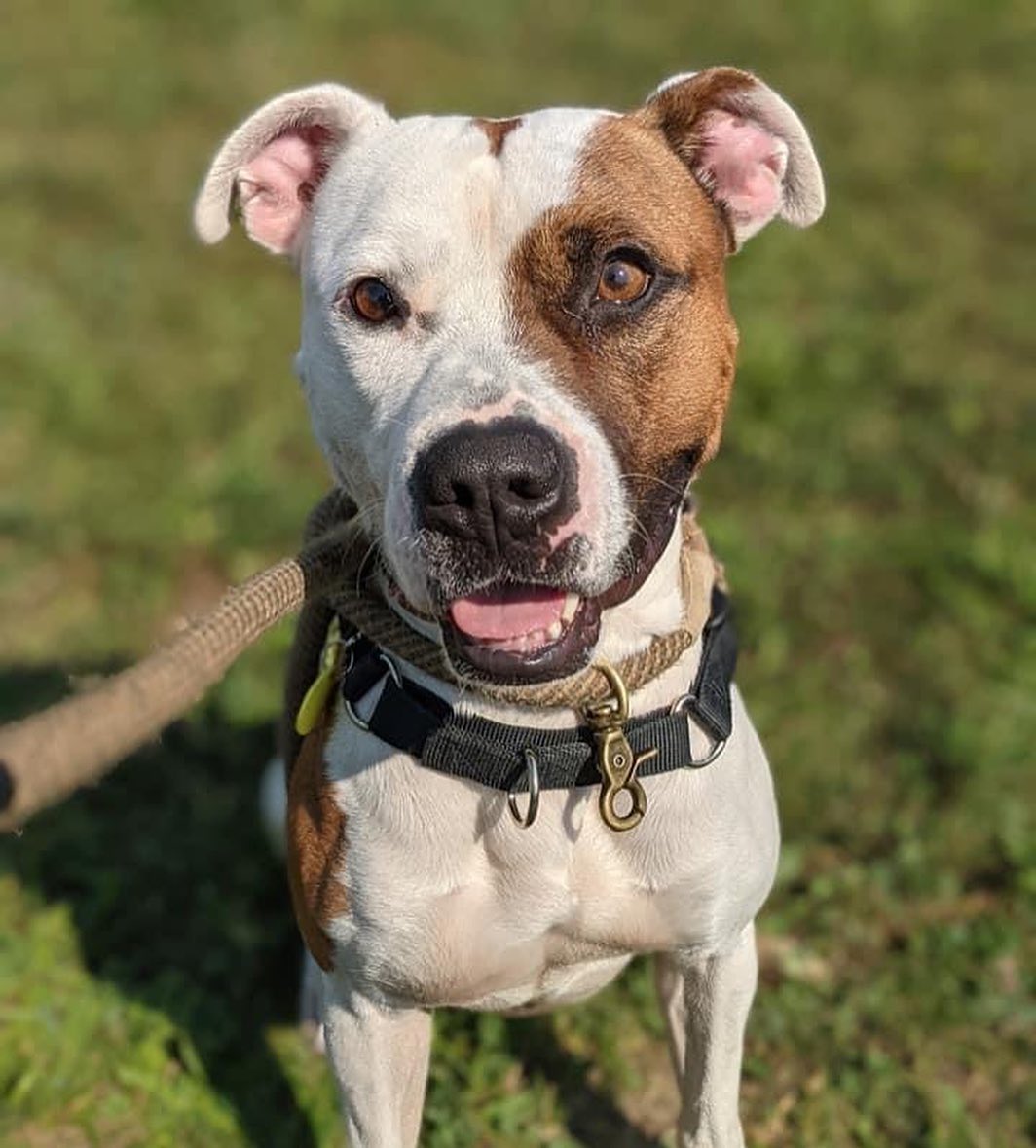 We like Ike! This compact boy with his cute cowhide pattern is bursting with smarts. Ike greatly enjoys his walks with volunteers and most recently has emerged as a potential hiker - a casual one because he doesn't need to go a very long time before he's ready to head back and relax. He is reported to be pretty easy-going on leash, and seems to enjoy having plenty of time to investigate lots of smells. 

He also has some tricks under his belt as he knows sit, paw, and is perfecting down! He sure loves his treats and would likely be motivated to learn more with his future people. Based on his kennel behavior, Ike seems like he could be housebroken. During downtime, he is sweet and attentive to his person, enjoying the chance to just hangout and lean against a leg and watch the world go by. This attentive, curious boy is estimated to be around 3 years old and weighs 47 lbs. 

Visit www.tinyurl.com/meetacitydog to set up a meet with Ike. $21 adoptions thought 10/31!
.
.
.
<a target='_blank' href='https://www.instagram.com/explore/tags/adoptdontshop/'>#adoptdontshop</a> <a target='_blank' href='https://www.instagram.com/explore/tags/adoptme/'>#adoptme</a> <a target='_blank' href='https://www.instagram.com/explore/tags/citydogscle/'>#citydogscle</a> <a target='_blank' href='https://www.instagram.com/explore/tags/cledogs/'>#cledogs</a> <a target='_blank' href='https://www.instagram.com/explore/tags/dogsofcle/'>#dogsofcle</a> <a target='_blank' href='https://www.instagram.com/explore/tags/rescuedog/'>#rescuedog</a>