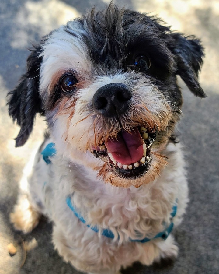 This handsome devil is Pepper. He is a 12 year old Poodle/Shihtzu mix. His story starts off with a husband and wife who got divorced and lost their home. So Pepper was sent to live with the husband's mother while he figured out his next steps in his own life. 

Sadly he found out that his sister's boyfriend, who was also living with the mother and sister, was abusing poor Pepper. The police were called, the man was arrested and Pepper came to live with his Daddy again. This time though there were also cats in the home. Pepper likes to chase cats. Over the last month he had chased off all of the new girlfriends cats. Unfortunately all came back home except for one. We hope now that Pepper is out of the home the last cat will feel safe enough to return. 

With all this being said it was a heartbreaking decision for this family to first give Pepper up, then save him from abuse, to then have to surrender him again because of the cats. I keep reassuring them they did what was best for all involved. And now we've got Peppers back 100%. 

Once we take care of his medical this sweet, smart and very handsome boy will be looking for a cat free home to spend the rest of his life in. 

Until then welcome home Pepper welcome home. You are our Rusty's Angel # 301! He and Manny are already BFF's ❤🐾❤