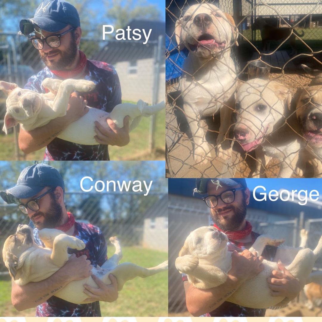 Puppies! They are beyond adorable.  English Bulldog - Lab mixes born in July.