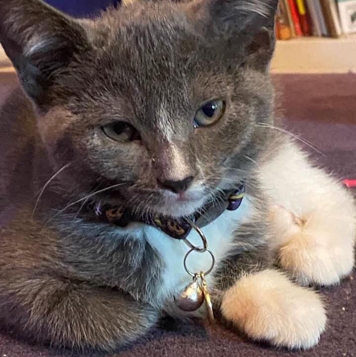 🐾🐈‍⬛🐾 MEET GANDALF, MS. BLACK, AND BOOTSY! 🐾🐈‍⬛🐾

Gandalf:
Firstborn and also the biggest of the litter. She likes her quiet time, but will still snuggle and let you pick her up. She likes hunting bugs so there’s mouser potential. She is a fun, curious kitty!

Ms. Black
This kitten is super cuddly and loves to play.  Independently with cat toys, with her litter mates and mama, or with a human companion. She’s also a climber. This kitten gets along best and plays the most with the children in the home! Just look at her little milk mustache!

Bootsy
Her litter mates were all born with white socks but Bootsy got two whole legs of white fur. She’s a great combination of cuddly, playful, chill, and aloof. She’ll attack your pencil eraser while you write, or sneak up and fall asleep next to you while you relax. She also gets along well with the unrelated male cat, the kids, and her litter mates.

✔️ All three girls are spayed, microchipped, combo tested negative, and UTD on vaccines!

If you are interested in adopting, please head to www.pettalesrescue.com and fill out an application ✍🏼