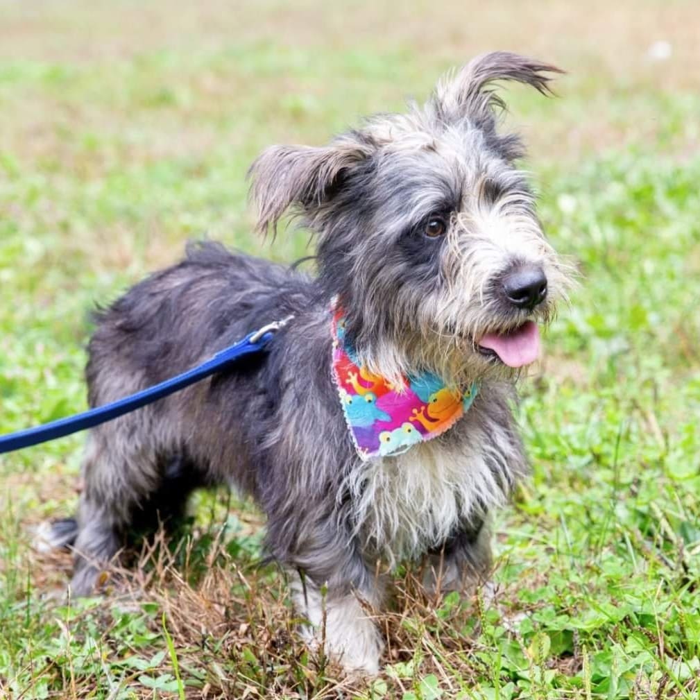 Meet Benji and Mario!

They are both eagerly waiting for their forever families! Read more about each of them below:

Benji 🥰
Oh hey there! I'm Benji. I'm a little bit shy. When I first came to the farm I was a little fearful. But now that I know I'm safe, I'm letting people see my fun side! Do you like my shaggy fur? I'm told it's super cute and trendy. And I don't know what the 