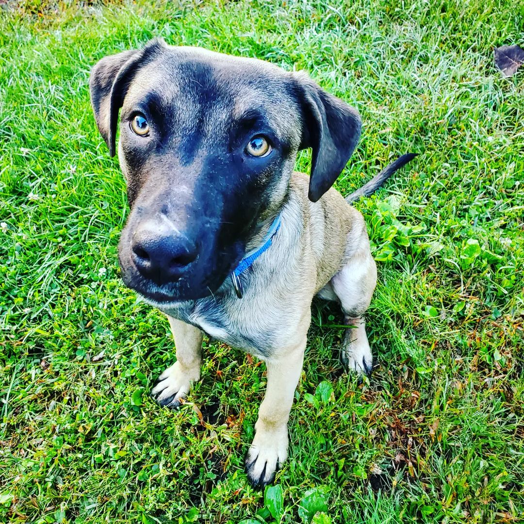 Moe is the other adorable, adoptable pup in our PAWSitivity Program at Hale Creek!

Moe is about 8-9months old and an absolute dream 😍 He is excelling beautifully with his training and will make a wonderful addition to any home.

Moe will come crate trained, housebroken and neutered. He can live with another dog and kids of any age due to his gentle nature. He may be able to live with cats but we are unable to test him so we are airing on the side of caution and saying no cats at this time. 

Does Moe sound like the dog of your dreams? Why are you waiting? Go to our website fcrspca.org/adopt and submit that app! 💜