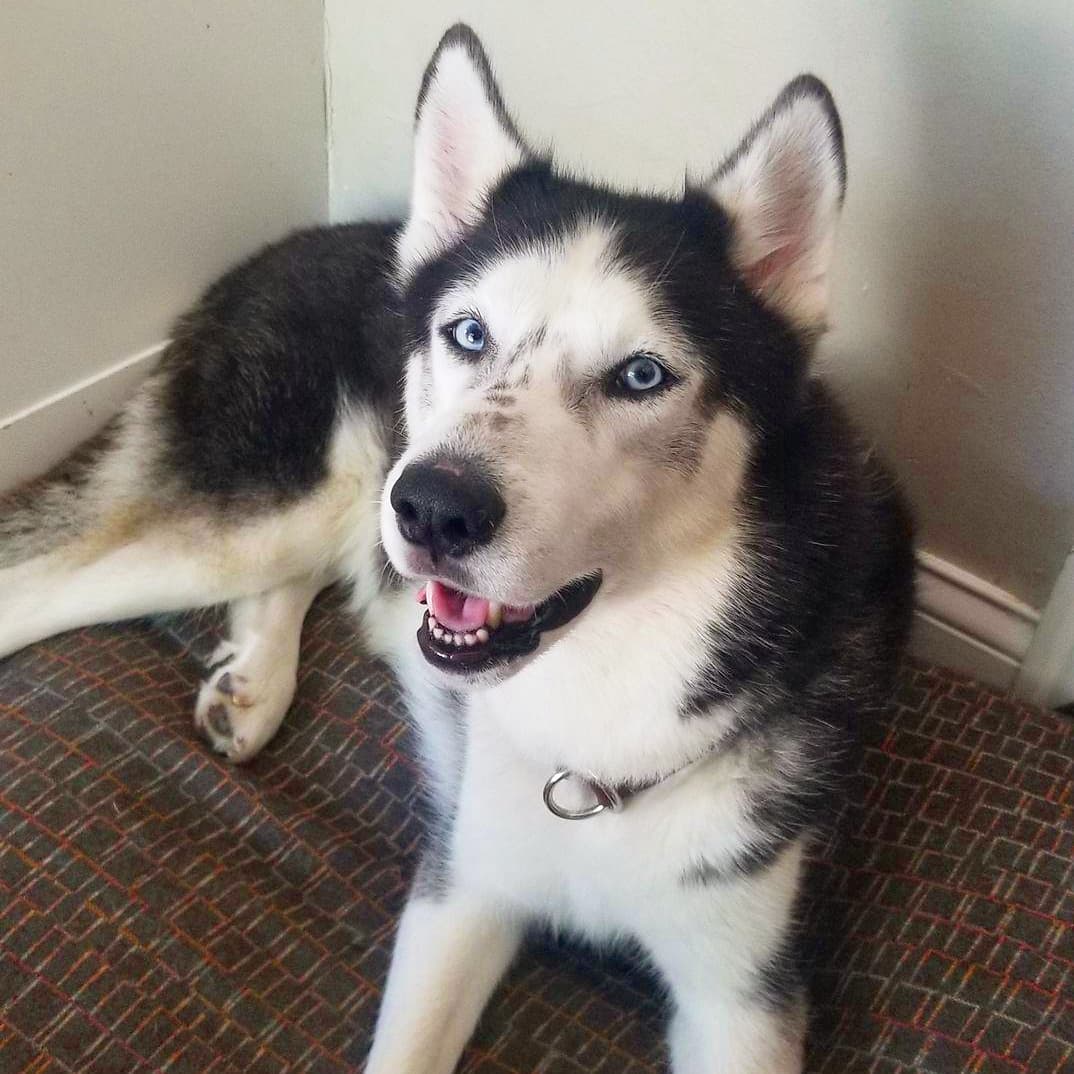 Welcome Niko! Niko came to us all the way from TX and has been  settling in very well in a climate better suited for him. 
❄️I can't wait for him to enjoy a MN winter!❄️ 

Link to adopt in our bio

📸 By @pawsintheparkmn