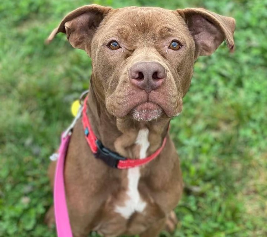 Join us for Barktoberfest - a special adoption event this coming weekend! 

The kennel is FULL and we need your help finding homes for our dogs! This 4-day adopt-a-thon will kick off on Thursday, October 21st and run through Sunday, October 24th, continuing with our $21 reduced adoption fees!

We will be offering special walk-up adoptions Thursday, October 21st, and Friday, October 22nd from 12pm to 6pm, in addition to Saturday, October 23rd, and Sunday, October 24th from 12pm to 4pm. We are hoping to find homes for our great dogs as MANY have been waiting for a long time, and we have been operating at or over capacity for months. 

This could be a great time to bring home a new best friend - get a companion to go on hikes and enjoy the beautiful fall colors, or to cozy up on the couch as the weather gets chilly!

You can view all adoptable dogs at petango.com/cacc. Our usual adoption procedures will still be in place. Interested adopters will be paired with an adoption counselor who will introduce you to dogs and hopefully try to find a good match for your household! We ask that all members of the family attend for meets to ensure a good fit, including resident dogs. 

Don’t want to risk a wait? You can schedule an appointment any time by completing our brief Meet and Greet form at: tinyurl.com/meetacitydog

Not able to adopt at this time? There are other ways to support us! We we will have a TRICKS & TREATS drop-off donation drive to stock up on all the enrichment items we need to care for the dogs within the kennel. We are in great need of treats (any variety, but especially soft/stinky ones) and durable chew toys. You can also order online at tinyurl.com/citydogswishlist (link in bio). 

We hope to see you this weekend to meet some of our 100+ dogs! (Pictured: Benton, Buster, Missy, Daisy, Pluto, Ethan, Colin, Marcia, Piper, Bobby). 
.
.
<a target='_blank' href='https://www.instagram.com/explore/tags/adoptdontshop/'>#adoptdontshop</a> <a target='_blank' href='https://www.instagram.com/explore/tags/barktoberfest/'>#barktoberfest</a> <a target='_blank' href='https://www.instagram.com/explore/tags/citydogscle/'>#citydogscle</a> <a target='_blank' href='https://www.instagram.com/explore/tags/cledogs/'>#cledogs</a> <a target='_blank' href='https://www.instagram.com/explore/tags/dogsofcle/'>#dogsofcle</a> <a target='_blank' href='https://www.instagram.com/explore/tags/rescuedogs/'>#rescuedogs</a>