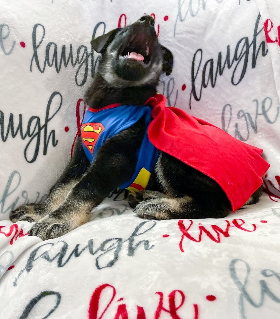 🕸🖤🎃👻 SPOOKY PUP OF THE DAY 👻🎃🖤🕸

Blaze, one of our remaining pups is such a super hero! He turns 10 weeks old today and he is SO READY for his forever home! These pups are going to be HUGE, we are estimating close to 100lbs. His mom is husky / cattle dog/ shepherd, and given the coloring and fur type of these pups, we think dad was something pretty big and fluffy too! We can't wait to see them all grown up! 

<a target='_blank' href='https://www.instagram.com/explore/tags/puppy/'>#puppy</a> <a target='_blank' href='https://www.instagram.com/explore/tags/huskypuppy/'>#huskypuppy</a> <a target='_blank' href='https://www.instagram.com/explore/tags/shepherdpuppy/'>#shepherdpuppy</a> <a target='_blank' href='https://www.instagram.com/explore/tags/huskymix/'>#huskymix</a> <a target='_blank' href='https://www.instagram.com/explore/tags/shepskypuppy/'>#shepskypuppy</a> <a target='_blank' href='https://www.instagram.com/explore/tags/shepsky/'>#shepsky</a> <a target='_blank' href='https://www.instagram.com/explore/tags/halloween/'>#halloween</a> <a target='_blank' href='https://www.instagram.com/explore/tags/spooky/'>#spooky</a> <a target='_blank' href='https://www.instagram.com/explore/tags/azhuskyrescue/'>#azhuskyrescue</a> <a target='_blank' href='https://www.instagram.com/explore/tags/azhusky/'>#azhusky</a> <a target='_blank' href='https://www.instagram.com/explore/tags/adopt/'>#adopt</a> <a target='_blank' href='https://www.instagram.com/explore/tags/adoptdontshop/'>#adoptdontshop</a> <a target='_blank' href='https://www.instagram.com/explore/tags/rescue/'>#rescue</a> <a target='_blank' href='https://www.instagram.com/explore/tags/huskyrescue/'>#huskyrescue</a> <a target='_blank' href='https://www.instagram.com/explore/tags/shepherdrescue/'>#shepherdrescue</a> <a target='_blank' href='https://www.instagram.com/explore/tags/cattledog/'>#cattledog</a> <a target='_blank' href='https://www.instagram.com/explore/tags/cattledogrescue/'>#cattledogrescue</a> <a target='_blank' href='https://www.instagram.com/explore/tags/superman/'>#superman</a> <a target='_blank' href='https://www.instagram.com/explore/tags/superhero/'>#superhero</a> <a target='_blank' href='https://www.instagram.com/explore/tags/takemehome/'>#takemehome</a>