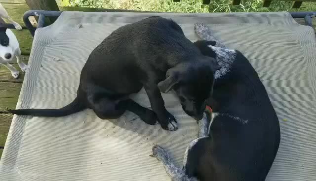 What do 2 puppies do in their foster home all day? Faith and Hope eat treats, play, nap, play, snuggle, play, eat more treats, and snooze hard. Did we mention play? These 2 girls are loving their foster mom's house while they recover from their spays.