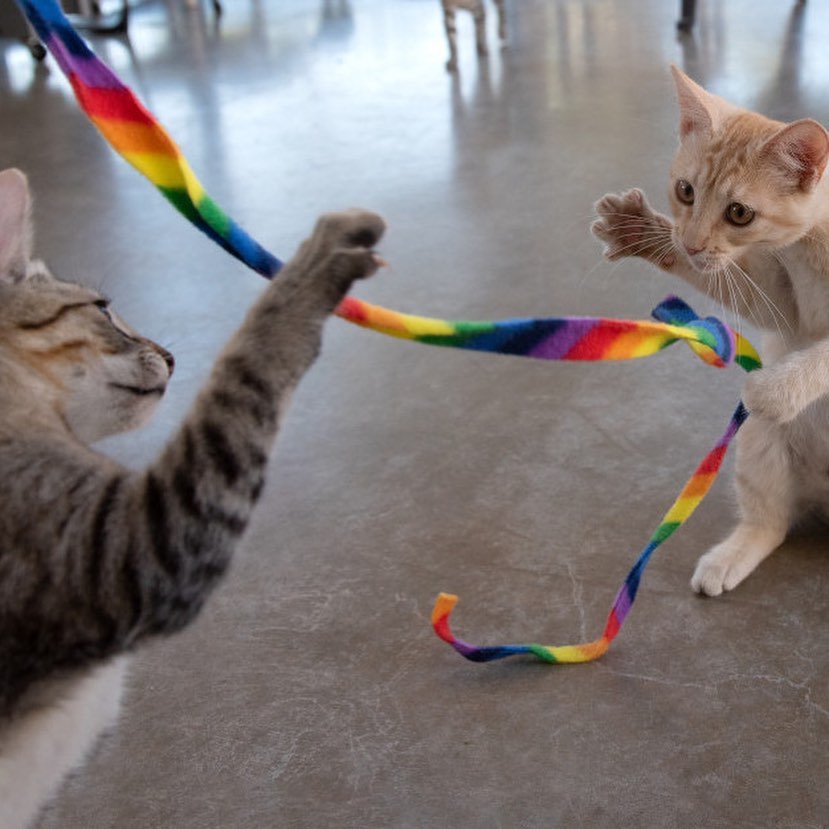 Looking for fun this weekend? Stop by Best Friends Salt Lake City to meet our adorable 💖adoptable kittens waiting for their forever homes! 

All kittens are spayed/neutered, up to date on vaccinations and microchipped. BONUS: Kittens are two for one because they do so well in pairs!😻😻

Visit us at 2005 S. 1100 E. in Salt Lake City or you can see who's available and fill out an adoption survey at utah.bestfriends.org/adopt (DM us for a link or click the link in our bio). 

The Best Friends Lifesaving Center in Salt Lake City does adoptions by appointment and at our center between 12-4pm Sunday and Monday and 12-6pm Tuesday through Saturday. If you are interested in adopting a specific pet, please complete our dog adoption survey or cat adoption survey to provide us information about your lifestyle and what you are looking for in a dog or cat. An adoption specialist will be in touch with you within 48 hours via phone or email to advise next steps. Thank you for your continued support of the animals in Utah. 

<a target='_blank' href='https://www.instagram.com/explore/tags/SaveThemAll/'>#SaveThemAll</a> <a target='_blank' href='https://www.instagram.com/explore/tags/BestFriendsAnimalSociety/'>#BestFriendsAnimalSociety</a> <a target='_blank' href='https://www.instagram.com/explore/tags/adoptdontshop/'>#adoptdontshop</a> <a target='_blank' href='https://www.instagram.com/explore/tags/Utah/'>#Utah</a> <a target='_blank' href='https://www.instagram.com/explore/tags/SLC/'>#SLC</a> <a target='_blank' href='https://www.instagram.com/explore/tags/SaltLakeCity/'>#SaltLakeCity</a> <a target='_blank' href='https://www.instagram.com/explore/tags/BestFriendsUtah/'>#BestFriendsUtah</a> <a target='_blank' href='https://www.instagram.com/explore/tags/NKUT/'>#NKUT</a> <a target='_blank' href='https://www.instagram.com/explore/tags/BestFriendsSLC/'>#BestFriendsSLC</a> <a target='_blank' href='https://www.instagram.com/explore/tags/kittenadoption/'>#kittenadoption</a> <a target='_blank' href='https://www.instagram.com/explore/tags/NKUT/'>#NKUT</a>