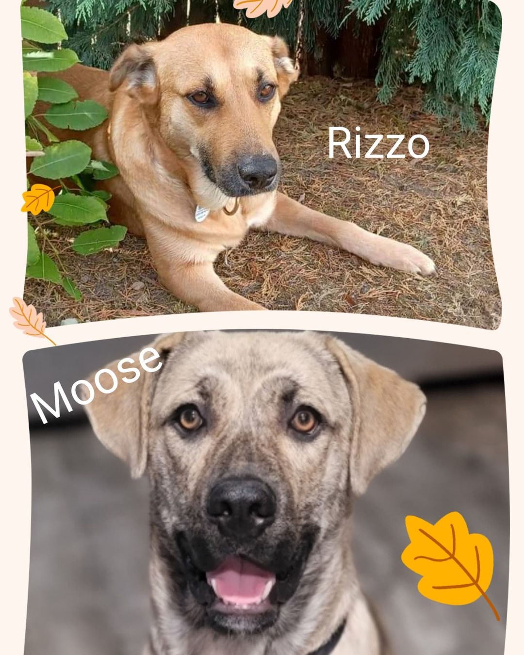 Two beauties looking for a home. Rizzo is a 2 yr old sweet girl who is nervous and needs a patient and loving family. Moose is a 9 mo old charming bundle of energy. He is full of personality and needs an active family. To learn more, visit www.connectionspetrescue.org. 
<a target='_blank' href='https://www.instagram.com/explore/tags/rescuedogs/'>#rescuedogs</a> <a target='_blank' href='https://www.instagram.com/explore/tags/rescuedogsrock/'>#rescuedogsrock</a> <a target='_blank' href='https://www.instagram.com/explore/tags/savelives/'>#savelives</a> <a target='_blank' href='https://www.instagram.com/explore/tags/adoptdontshop/'>#adoptdontshop</a> <a target='_blank' href='https://www.instagram.com/explore/tags/connectionspetrescue/'>#connectionspetrescue</a>