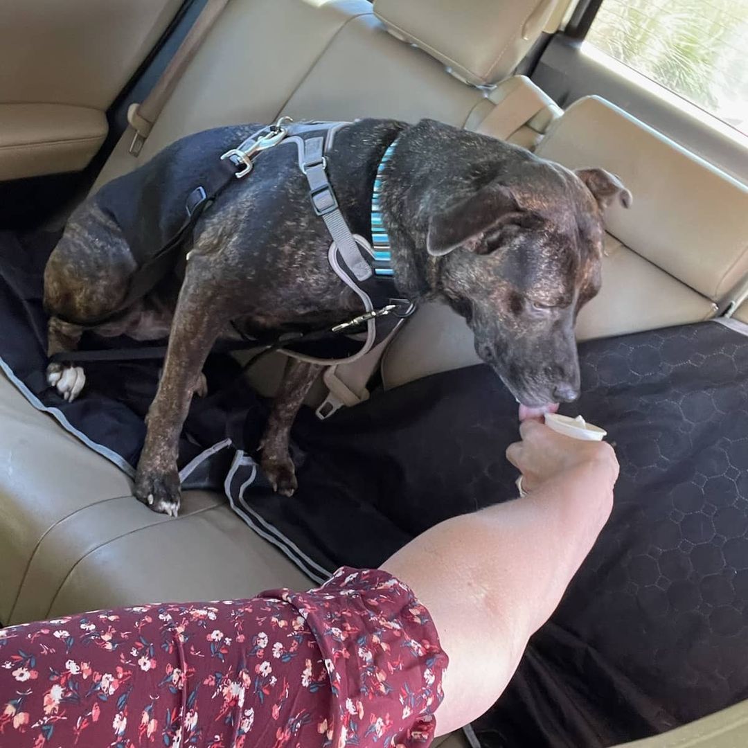 Julie and H.F. Help's little pumpkin, Daisy, heading to the Fox 24 Charleston Pet Of The Week.  They made new friends and then stopped for a pup cup at Starbucks.  What a great day out!