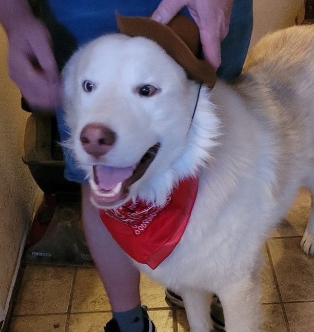 🕸🖤🎃👻 SPOOKY PUP OF THE DAY 👻🎃🖤🕸

Sirius came to us from a high kill shelter in Clovis, NM - he is estimated 2-3yrs old and is a white Siberian Husky mix, assumed with Great Pyrenees given his size and body structure - he is a very big boy, and is dressed up as a cowboy for Halloween!

He is very friendly with humans and does best with other dogs that are female – he has no issues at all with female dogs and is relaxed and calm around them. He can be selective with other males - some no issue and some he has been a little grumbly. He loves people so much and is grateful for all the attention he can get! He can also be an escape artist when he is in a new situation and is not given enough attention.

His fosters have worked with him on some basic manners. He does have some resource guarding with food and water - nothing major and with consistent reinforcement and training would not be a major issue. We do recommend he be fed separately until settled and slow transition attempted with an adopter.

If you'd like to give this cowboy a forever home, please let us know! Sirius is more than ready :) 

<a target='_blank' href='https://www.instagram.com/explore/tags/husky/'>#husky</a> <a target='_blank' href='https://www.instagram.com/explore/tags/huskymix/'>#huskymix</a> <a target='_blank' href='https://www.instagram.com/explore/tags/greatpyrenees/'>#greatpyrenees</a> <a target='_blank' href='https://www.instagram.com/explore/tags/pyrenees/'>#pyrenees</a> <a target='_blank' href='https://www.instagram.com/explore/tags/greatpyreneesmix/'>#greatpyreneesmix</a> <a target='_blank' href='https://www.instagram.com/explore/tags/siberianhusky/'>#siberianhusky</a> <a target='_blank' href='https://www.instagram.com/explore/tags/rescue/'>#rescue</a> <a target='_blank' href='https://www.instagram.com/explore/tags/azhusky/'>#azhusky</a> <a target='_blank' href='https://www.instagram.com/explore/tags/azhuskyrescue/'>#azhuskyrescue</a> <a target='_blank' href='https://www.instagram.com/explore/tags/huskyrescue/'>#huskyrescue</a> <a target='_blank' href='https://www.instagram.com/explore/tags/adoptdontshop/'>#adoptdontshop</a> <a target='_blank' href='https://www.instagram.com/explore/tags/rescuehusky/'>#rescuehusky</a> <a target='_blank' href='https://www.instagram.com/explore/tags/huskyrescue/'>#huskyrescue</a> <a target='_blank' href='https://www.instagram.com/explore/tags/cowboy/'>#cowboy</a> <a target='_blank' href='https://www.instagram.com/explore/tags/halloween/'>#halloween</a> <a target='_blank' href='https://www.instagram.com/explore/tags/trickortreat/'>#trickortreat</a> <a target='_blank' href='https://www.instagram.com/explore/tags/adoptahusky/'>#adoptahusky</a>
