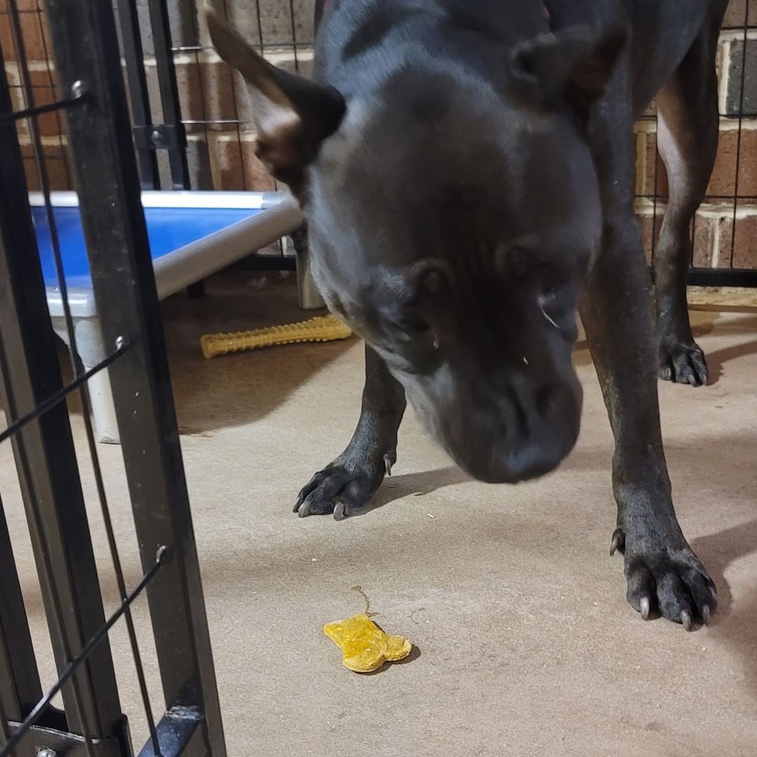 PUPDATE:
The treats from the residents of Truewood by Merrill, Charlotte Center Were a hit!!! 🐾💞 🦴
Thanks again to all the residents who helped make the pup treats.
<a target='_blank' href='https://www.instagram.com/explore/tags/spoiledpups/'>#spoiledpups</a> <a target='_blank' href='https://www.instagram.com/explore/tags/puptreats/'>#puptreats</a> <a target='_blank' href='https://www.instagram.com/explore/tags/awlshelter/'>#awlshelter</a> <a target='_blank' href='https://www.instagram.com/explore/tags/fureverhomesneeded/'>#fureverhomesneeded</a>