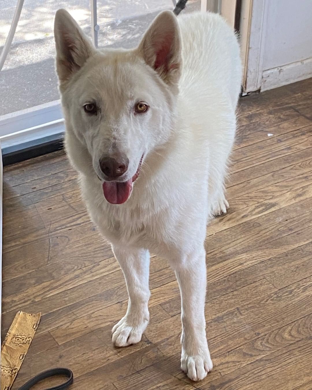 Meet the gorgeous Sienna! She is a shepherd/husky mix and only one year old. She is 50 pounds of pure love and joy. Anyone who has owned a white Shepherd knows that they are magical. 

She is currently in a new foster home in Tustin where she gets to play with other dogs of all sizes. She is great with people and loves dogs. Sienna enjoys walks, snuggling with her foster mom, and playing with all of her foster siblings.

She is currently in a new foster home in Tustin where she gets to play with other dogs of all sizes. She is great with people and loves dogs. Sienna enjoys walks, snuggling with her foster mom and playing with all of her foster siblings.

If you would like to meet this gorgeous girl please fill out an application. We would love to find her a home with another playful dog. Fill out the application through the link in our bio or here: muttsinneed.org/adoption-application.html 
.
.
.
.
.
<a target='_blank' href='https://www.instagram.com/explore/tags/muttsinneed/'>#muttsinneed</a> <a target='_blank' href='https://www.instagram.com/explore/tags/adoptdontshop/'>#adoptdontshop</a> <a target='_blank' href='https://www.instagram.com/explore/tags/muttsofinstagram/'>#muttsofinstagram</a> <a target='_blank' href='https://www.instagram.com/explore/tags/dogsoforangecounty/'>#dogsoforangecounty</a> <a target='_blank' href='https://www.instagram.com/explore/tags/dogsofnewportbeach/'>#dogsofnewportbeach</a> <a target='_blank' href='https://www.instagram.com/explore/tags/orangecountyca/'>#orangecountyca</a> <a target='_blank' href='https://www.instagram.com/explore/tags/newportbeach/'>#newportbeach</a> <a target='_blank' href='https://www.instagram.com/explore/tags/husky/'>#husky</a> <a target='_blank' href='https://www.instagram.com/explore/tags/huskygram/'>#huskygram</a> <a target='_blank' href='https://www.instagram.com/explore/tags/huskylife/'>#huskylife</a> <a target='_blank' href='https://www.instagram.com/explore/tags/adoptable/'>#adoptable</a> <a target='_blank' href='https://www.instagram.com/explore/tags/adoptabledog/'>#adoptabledog</a> <a target='_blank' href='https://www.instagram.com/explore/tags/gsd/'>#gsd</a> <a target='_blank' href='https://www.instagram.com/explore/tags/gsdmix/'>#gsdmix</a> <a target='_blank' href='https://www.instagram.com/explore/tags/dogs/'>#dogs</a> <a target='_blank' href='https://www.instagram.com/explore/tags/dogsofcalifornia/'>#dogsofcalifornia</a>