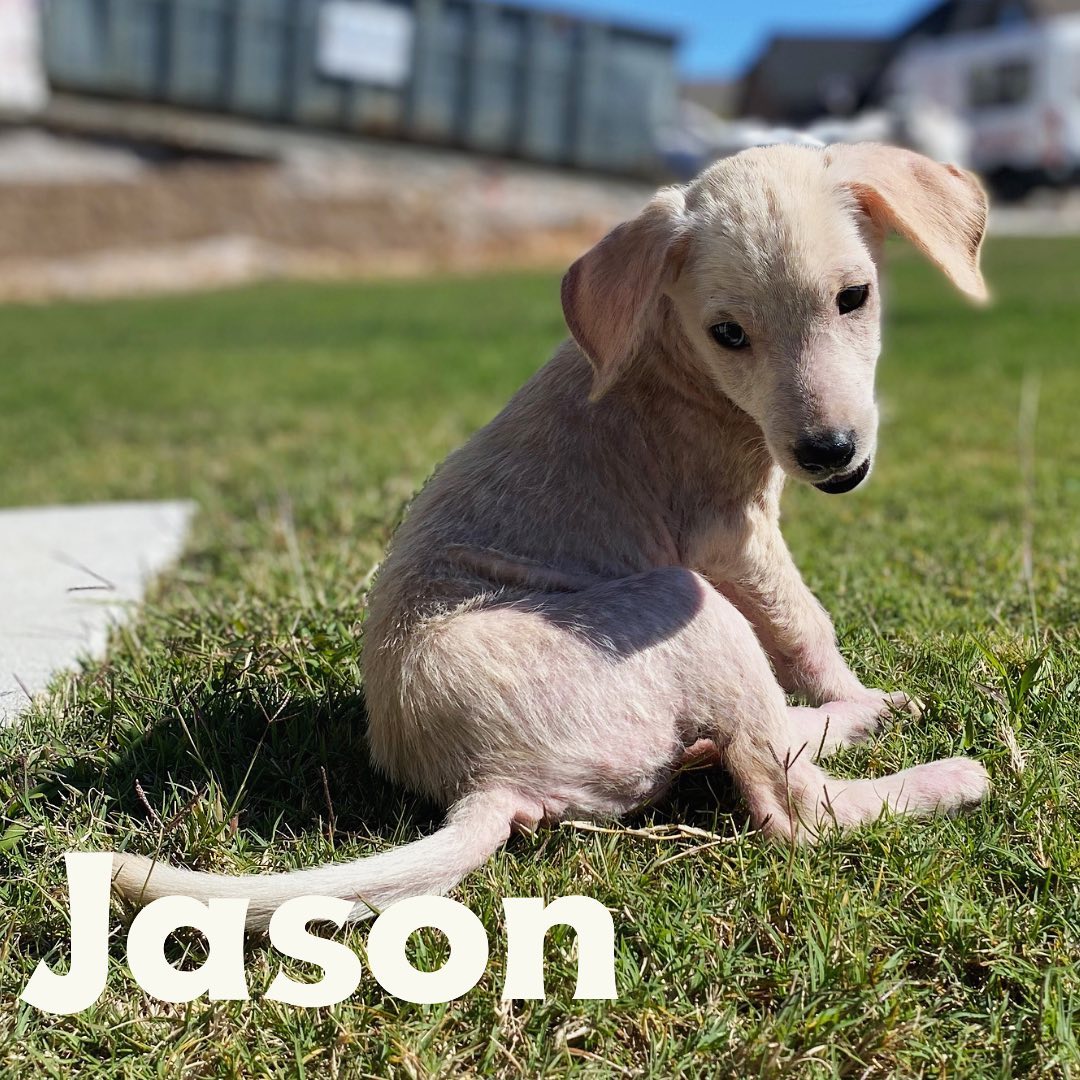 Give us all the cute puppies but make them 🕸SPOOKY🕸. These guys are all treats and no tricks, but we couldn’t pass up a good opportunity for some Halloween naming fun. Our newest litter is a group of 9 week old hound shepherd mixes. We think they’ll be medium sized. They’re super sweet, smart, and are making huge progress on house training. Great with dogs and kids, these pups would fit nicely into just about any home! They’ve still got a little hair growing in from their recovery, but all are happy and healthy! Apply today. Link in bio!