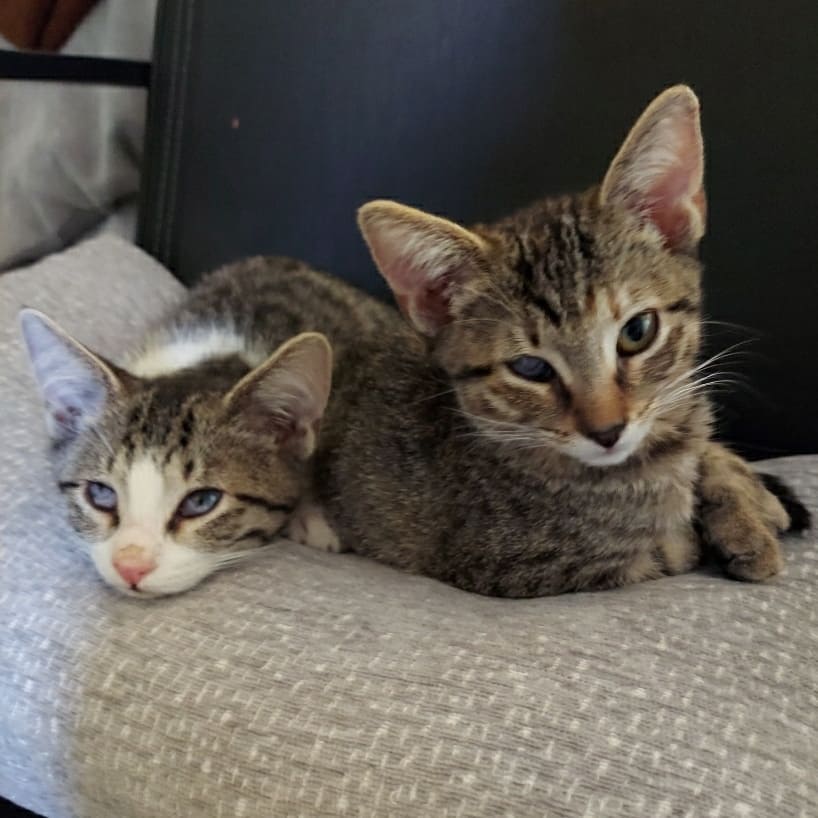 Meet little Stevie and Wonder. Okay so maybe their eyes look a little different but they fought really hard to be able to keep those eyes so they are happy to wear their cloudy eyes loud and proud. They do have some permanent vision loss but they can both see well enough to get around and live a perfectly normal kitten life full of pouncing, running and cuddles. Let's get these two into a forever home!
<a target='_blank' href='https://www.instagram.com/explore/tags/cat/'>#cat</a> <a target='_blank' href='https://www.instagram.com/explore/tags/cats/'>#cats</a> <a target='_blank' href='https://www.instagram.com/explore/tags/kitten/'>#kitten</a> <a target='_blank' href='https://www.instagram.com/explore/tags/kittenlove/'>#kittenlove</a> <a target='_blank' href='https://www.instagram.com/explore/tags/catpic/'>#catpic</a> <a target='_blank' href='https://www.instagram.com/explore/tags/catlover/'>#catlover</a> <a target='_blank' href='https://www.instagram.com/explore/tags/adorablecats/'>#adorablecats</a> <a target='_blank' href='https://www.instagram.com/explore/tags/catlife/'>#catlife</a> <a target='_blank' href='https://www.instagram.com/explore/tags/catlove/'>#catlove</a> <a target='_blank' href='https://www.instagram.com/explore/tags/catsofinstagram/'>#catsofinstagram</a> <a target='_blank' href='https://www.instagram.com/explore/tags/catsrule/'>#catsrule</a> <a target='_blank' href='https://www.instagram.com/explore/tags/catstagram/'>#catstagram</a> <a target='_blank' href='https://www.instagram.com/explore/tags/lazycat/'>#lazycat</a> <a target='_blank' href='https://www.instagram.com/explore/tags/lazykitten/'>#lazykitten</a> <a target='_blank' href='https://www.instagram.com/explore/tags/cuddlebuddies/'>#cuddlebuddies</a> <a target='_blank' href='https://www.instagram.com/explore/tags/catattitude/'>#catattitude</a> <a target='_blank' href='https://www.instagram.com/explore/tags/cutecat/'>#cutecat</a> <a target='_blank' href='https://www.instagram.com/explore/tags/cutekitten/'>#cutekitten</a> <a target='_blank' href='https://www.instagram.com/explore/tags/rescuecat/'>#rescuecat</a> <a target='_blank' href='https://www.instagram.com/explore/tags/adorablekittens/'>#adorablekittens</a> <a target='_blank' href='https://www.instagram.com/explore/tags/adorablecats/'>#adorablecats</a> <a target='_blank' href='https://www.instagram.com/explore/tags/cats_of_instagram/'>#cats_of_instagram</a> <a target='_blank' href='https://www.instagram.com/explore/tags/cats_of_world/'>#cats_of_world</a>  <a target='_blank' href='https://www.instagram.com/explore/tags/animals/'>#animals</a> <a target='_blank' href='https://www.instagram.com/explore/tags/animallove/'>#animallove</a> <a target='_blank' href='https://www.instagram.com/explore/tags/animallovers/'>#animallovers</a> <a target='_blank' href='https://www.instagram.com/explore/tags/pets/'>#pets</a> <a target='_blank' href='https://www.instagram.com/explore/tags/pet/'>#pet</a> <a target='_blank' href='https://www.instagram.com/explore/tags/saveallanimals/'>#saveallanimals</a> <a target='_blank' href='https://www.instagram.com/explore/tags/loveallanimals/'>#loveallanimals</a> <a target='_blank' href='https://www.instagram.com/explore/tags/protectallanimals/'>#protectallanimals</a>