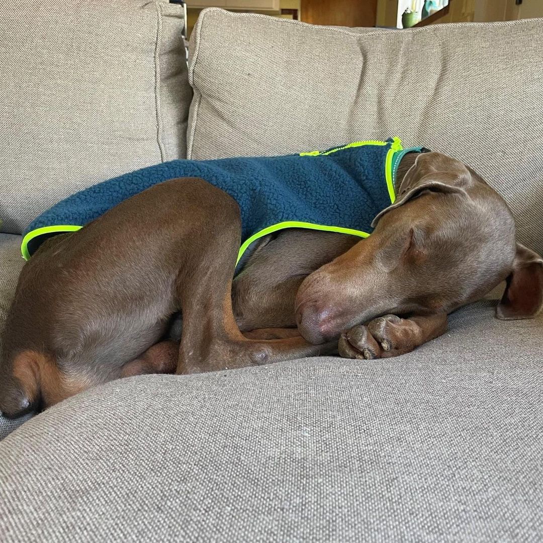 Meet Arlo, a handsome, 3 year old fawn Doberman.   
  
Arlo is a total goofball whose happy place is napping on the couch between his humans and his fluffy toy octopus. He is friendly with other dogs both on and off-leash, has gained a ton of confidence going up to new people (although he can be a bit shy with longer interactions), and has done well with kids (age 4+).   
  
Arlo is still learning how to play with his toys and fetch a ball, but he really enjoys his walks and running around at the park. Arlo is very smart and quickly learns new commands - his current favorite is giving a paw shake - and is working on his leash training. He is at his most adorable when he gets so excited to see you that his whole body wiggles.   
  
All things considered, Arlo made the transition from California yard dog (last photo) to Seattle snuggle pup pretty seamlessly. Arlo is listed and available for adoption, check out his profile and see if he could be your match!