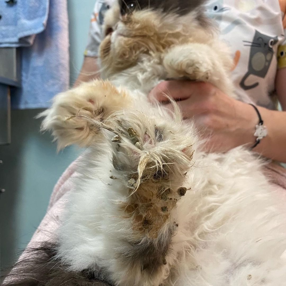 Behind the scenes! 
Our groomers at the Whole Cat make sure every kitty leaves feeling and looking great. This pretty Persian received our clean kitty bath, pad trim, and dematting services. The bath helps remove dirt and litter from the paws while conditioning the toe beans. In this bath, our groomers used sensitive skin shampoo alongside our coat restoring conditioner. The pad trim is where we shave the little floofs between the toe beans so the kitty does not track litter wherever they go. This kitty received a pad trim to help remove all the poop and litter on their toes. The dematting service is where we comb through any tangles and knots that have formed in the cat’s fur. 

Do you think your feline friend needs a good clean up? Give us a call at (425- 307-1008) and book an appointment with us! 
•
•
•
<a target='_blank' href='https://www.instagram.com/explore/tags/thewholecatandkaboodle/'>#thewholecatandkaboodle</a> <a target='_blank' href='https://www.instagram.com/explore/tags/kaboodlegroom/'>#kaboodlegroom</a> <a target='_blank' href='https://www.instagram.com/explore/tags/catgrooming/'>#catgrooming</a> <a target='_blank' href='https://www.instagram.com/explore/tags/catcare/'>#catcare</a> <a target='_blank' href='https://www.instagram.com/explore/tags/catlover/'>#catlover</a> <a target='_blank' href='https://www.instagram.com/explore/tags/persiancat/'>#persiancat</a> <a target='_blank' href='https://www.instagram.com/explore/tags/catbath/'>#catbath</a> <a target='_blank' href='https://www.instagram.com/explore/tags/cutecat/'>#cutecat</a> <a target='_blank' href='https://www.instagram.com/explore/tags/localpetbusiness/'>#localpetbusiness</a> <a target='_blank' href='https://www.instagram.com/explore/tags/pnwcat/'>#pnwcat</a> <a target='_blank' href='https://www.instagram.com/explore/tags/catlife/'>#catlife</a>