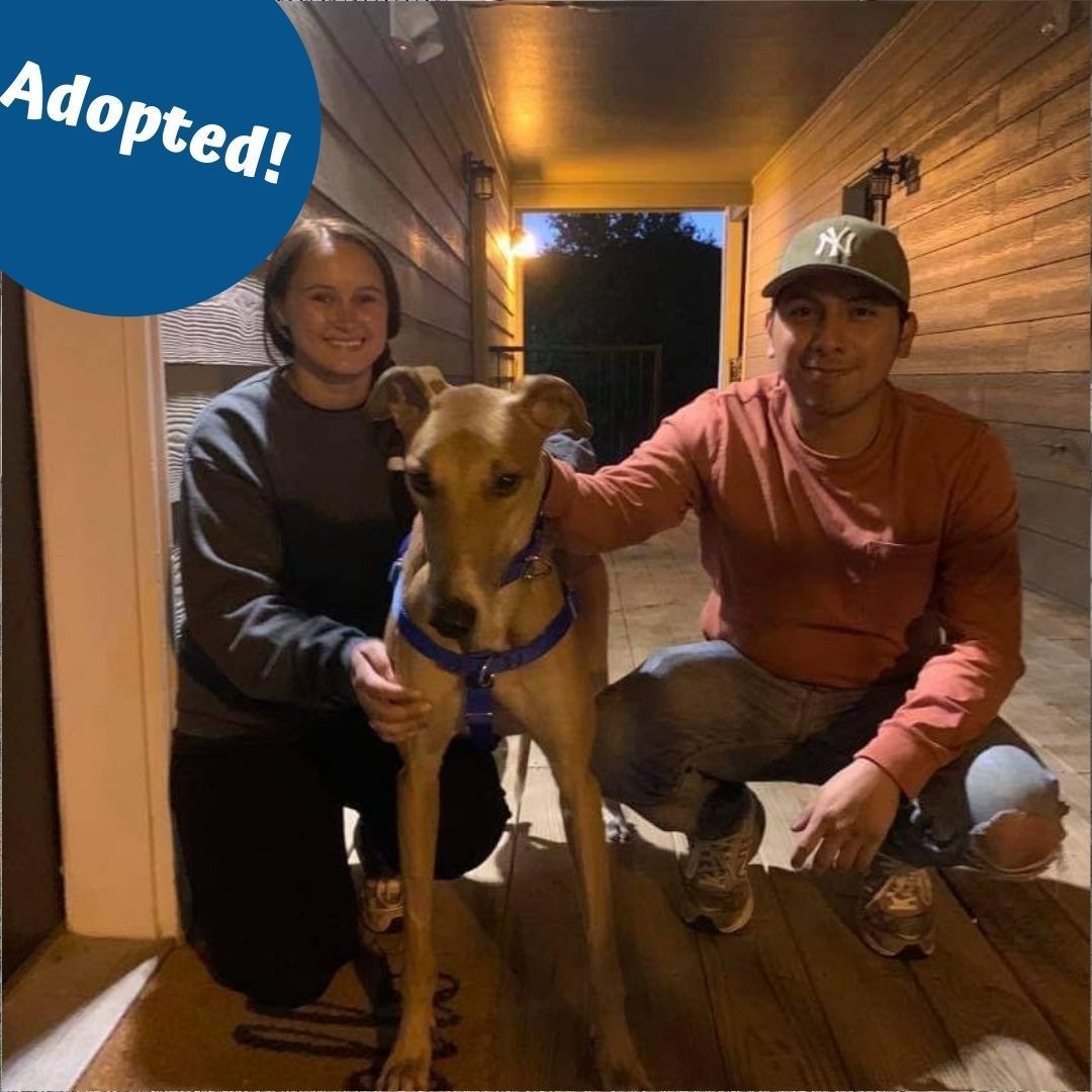 Abel has a new furever home with Cheyenne and Oscar! We just know it's going to be a great fit!