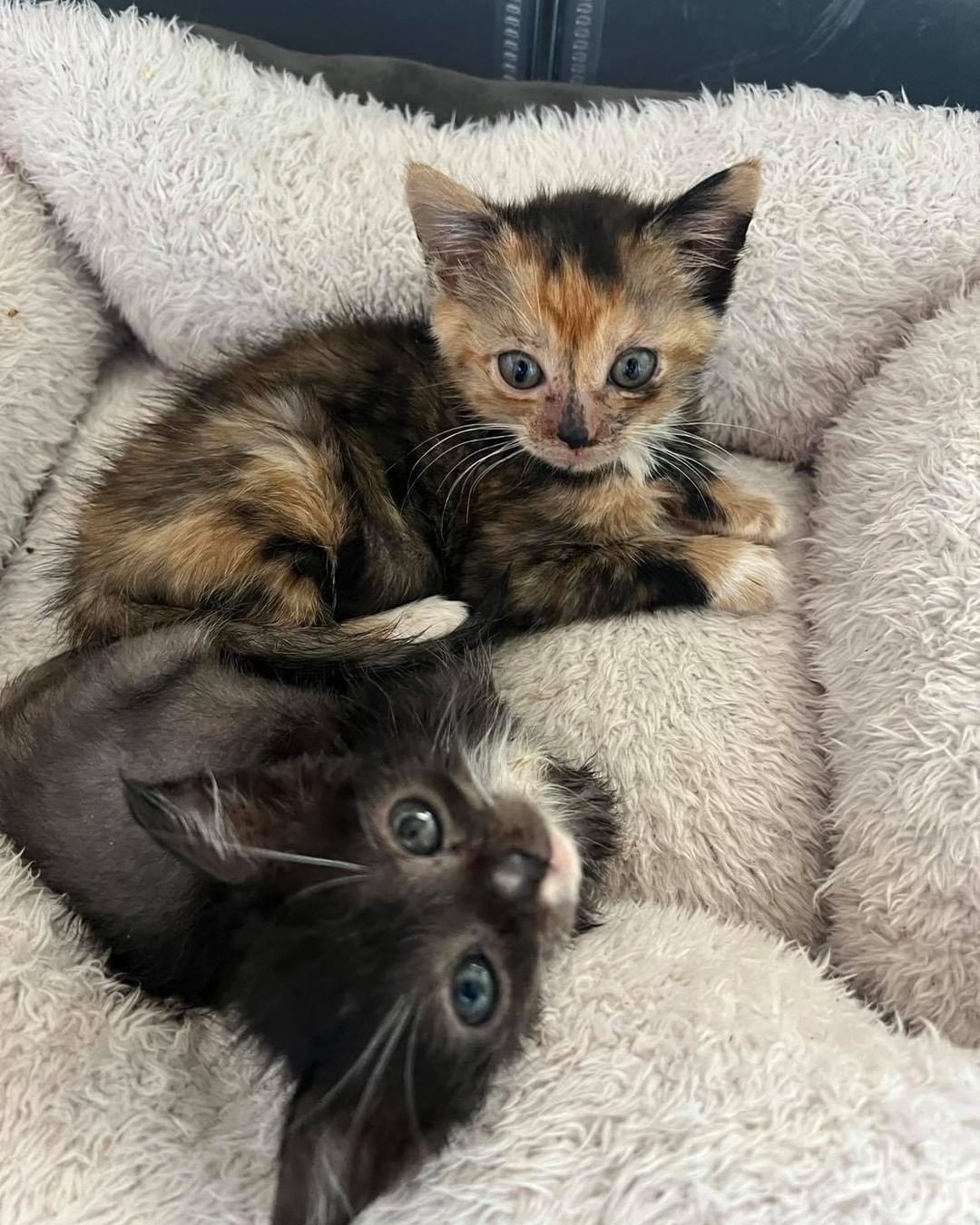 😻😻Good morning from Quincy and Knopka❤️❤️ - two lucky survivors enjoying each others company after lengthy quarantine. 

Quincy's four siblings passed away on the way to the shelter or shortly after, so when we pulled Quincy from the shelter's FINAL list we didn't have many hopes. After couple of weeks of ups and downs he's finally improving steadily. 

Knopka was found alone - no siblings or mom nearby. It took her a while to get on a steady track of improvement. 

Whenever we have a single kitten we're always trying to place it with a buddy - they're doing so much better growing and snuglling together, and are so happy to learn new skills from each other. 

✅ Want to help more kittens like Quincy and Knopka to get a second chance? Your contribution will make an impact, whether you donate $5 or $500: 
👉 https://angelsfurryfriends.org/donate/
👉PayPal: donations@angelsfurryfriends.org
✅ Check our website for adoptable animals: https://angelsfurryfriends.org
✅ Apply to become a foster https://angelsfurryfriends.org/foster-application/
✅ Our furry friends will be super happy if you can contribute to our AMAZON wish list: https://www.amazon.com/hz/wishlist/ls/20Z238E5G16UH
✅ Find us on AMAZON SMILE
🤝 Please share information about our Rescue
✅ Angel’s Furry Friends is a Non-Profit 501(3) organization. Your Donations are Tax deductible.
<a target='_blank' href='https://www.instagram.com/explore/tags/adoptdontshop/'>#adoptdontshop</a> <a target='_blank' href='https://www.instagram.com/explore/tags/animalrescue/'>#animalrescue</a> <a target='_blank' href='https://www.instagram.com/explore/tags/animalhelp/'>#animalhelp</a> <a target='_blank' href='https://www.instagram.com/explore/tags/doglove/'>#doglove</a> <a target='_blank' href='https://www.instagram.com/explore/tags/catlove/'>#catlove</a> <a target='_blank' href='https://www.instagram.com/explore/tags/dogrescue/'>#dogrescue</a> <a target='_blank' href='https://www.instagram.com/explore/tags/catrescue/'>#catrescue</a> <a target='_blank' href='https://www.instagram.com/explore/tags/streetcats/'>#streetcats</a> <a target='_blank' href='https://www.instagram.com/explore/tags/angelsfurryfriends/'>#angelsfurryfriends</a> <a target='_blank' href='https://www.instagram.com/explore/tags/savealife/'>#savealife</a> <a target='_blank' href='https://www.instagram.com/explore/tags/bekind/'>#bekind</a> <a target='_blank' href='https://www.instagram.com/explore/tags/catsforadoption/'>#catsforadoption</a> <a target='_blank' href='https://www.instagram.com/explore/tags/animalwelfare/'>#animalwelfare</a>  <a target='_blank' href='https://www.instagram.com/explore/tags/rescuedog/'>#rescuedog</a> <a target='_blank' href='https://www.instagram.com/explore/tags/rescuedismyfavoritebreed/'>#rescuedismyfavoritebreed</a> <a target='_blank' href='https://www.instagram.com/explore/tags/lifeanimalrescue/'>#lifeanimalrescue</a> <a target='_blank' href='https://www.instagram.com/explore/tags/animalrescue/'>#animalrescue</a> <a target='_blank' href='https://www.instagram.com/explore/tags/Quincy/'>#Quincy</a> <a target='_blank' href='https://www.instagram.com/explore/tags/Knopka/'>#Knopka</a> <a target='_blank' href='https://www.instagram.com/explore/tags/kittensforadoption/'>#kittensforadoption</a> <a target='_blank' href='https://www.instagram.com/explore/tags/adoptme/'>#adoptme</a>