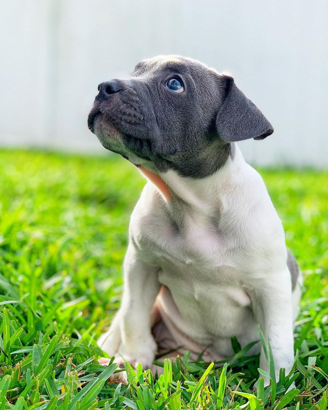 Look at this rolly polly that fell into our laps! This yet-to-be-named (need suggestions!!!) pudgeball is a 6 week old Pit / French Bulldog mix. She was surrendered to a Gainesville vet for being wobbly in her back end, and that vet contacted us for help. She’s going for her first vet visit tomorrow and in a double whammy also going to the rehab vet for a diagnosis rehab plan of attack. She’s with us for now, but we need a CENTRAL FLORIDA FOSTER to step up and foster this girl during the vetting and rehabilitation process until she’s ready for a forever home. We’ll know more about her condition tomorrow, but she can walk somewhat, and she does appear to potty on her own. Fostering for us means that you agree to open your heart and home to this precious pittie. We supply everything… all supplies and food, etc and you just supply the loving. Please let us know if you can foster this girl. We’re also always in need of donations, especially when newbies come in so please give if you’re able either at the link in our bio or on Venmo at LoveyLoaves. Welcome, cutie-pittie-pie!
•
<a target='_blank' href='https://www.instagram.com/explore/tags/loveyloaves/'>#loveyloaves</a> <a target='_blank' href='https://www.instagram.com/explore/tags/pittiepuppy/'>#pittiepuppy</a> <a target='_blank' href='https://www.instagram.com/explore/tags/pitmix/'>#pitmix</a> <a target='_blank' href='https://www.instagram.com/explore/tags/pittielove/'>#pittielove</a> <a target='_blank' href='https://www.instagram.com/explore/tags/pittieloverescue/'>#pittieloverescue</a> <a target='_blank' href='https://www.instagram.com/explore/tags/puppyeyes/'>#puppyeyes</a> <a target='_blank' href='https://www.instagram.com/explore/tags/specialneedsdog/'>#specialneedsdog</a> <a target='_blank' href='https://www.instagram.com/explore/tags/rescuedogsofinstagram/'>#rescuedogsofinstagram</a> <a target='_blank' href='https://www.instagram.com/explore/tags/differentnotdefective/'>#differentnotdefective</a>