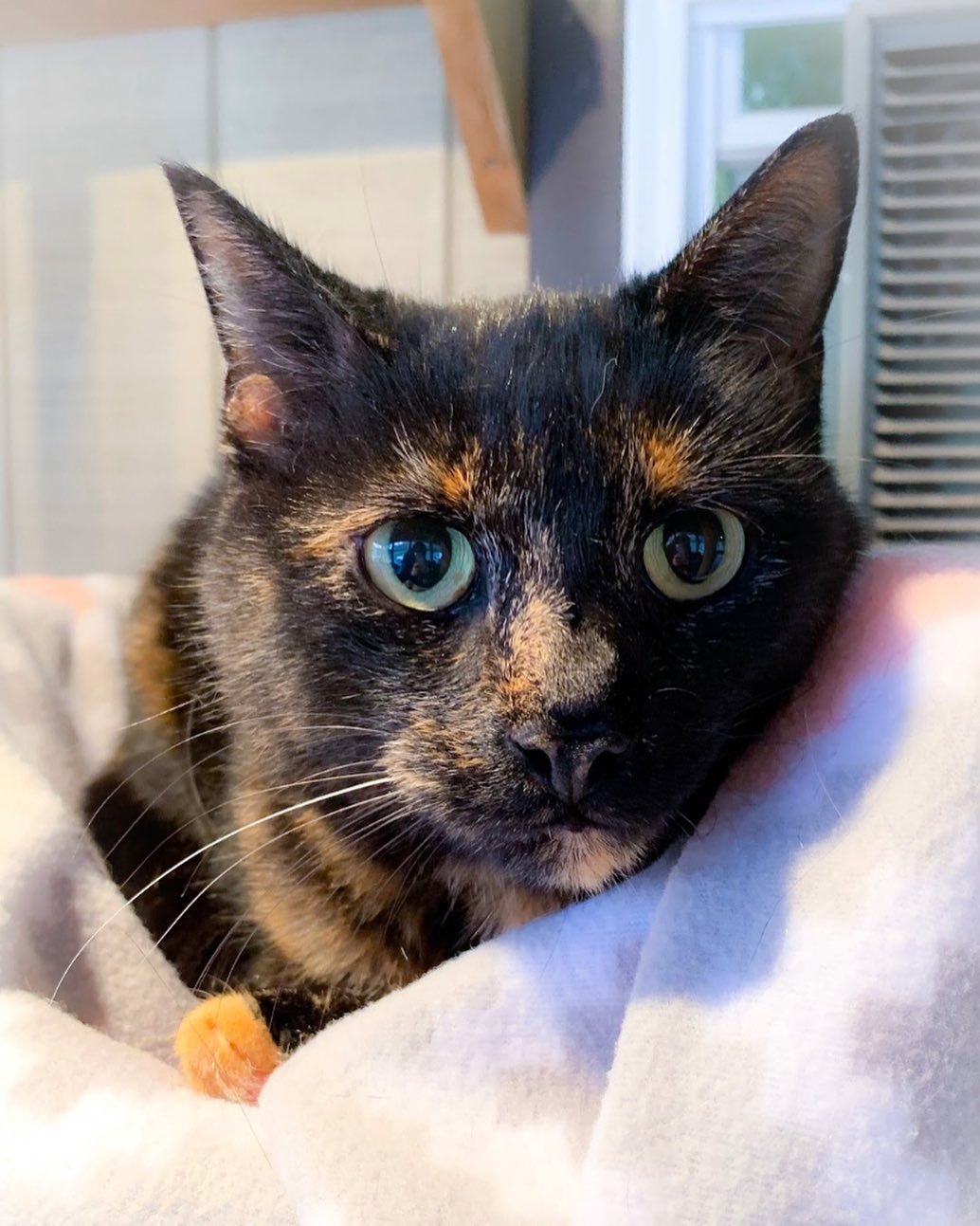 I put a spell on you 🔮 and now you’re MINE. 🧙‍♀️

Hocus Pocus has been at our shelter almost a year with little interest. This sweet and sociable tortoiseshell cat LOVES being pet and gets along well with other cats. She has a polyp in her nasal cavity that makes her breathe like Darth Vadar but causes no health issues - it’s actually pretty cute! Hocus is spayed, up to date on shots and ready to find a home! Email Sarah at Sarah@nokillarc.org to meet Hocus or any of our adoptable cats!