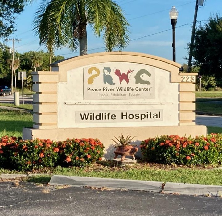 Sometimes its not just cats and dogs that come to the shelter. Today, an injured hawk came to our doors.  Since this isn't our specialty we transported the poor guy to Peace River Wildlife Center - PRWC to be cared for. 🙏
Please send him all your good thoughts.
<a target='_blank' href='https://www.instagram.com/explore/tags/AWLshelter/'>#AWLshelter</a> <a target='_blank' href='https://www.instagram.com/explore/tags/notallanimalsarethesame/'>#notallanimalsarethesame</a> <a target='_blank' href='https://www.instagram.com/explore/tags/hawkinneed/'>#hawkinneed</a> <a target='_blank' href='https://www.instagram.com/explore/tags/fortheloveofanimals/'>#fortheloveofanimals</a>