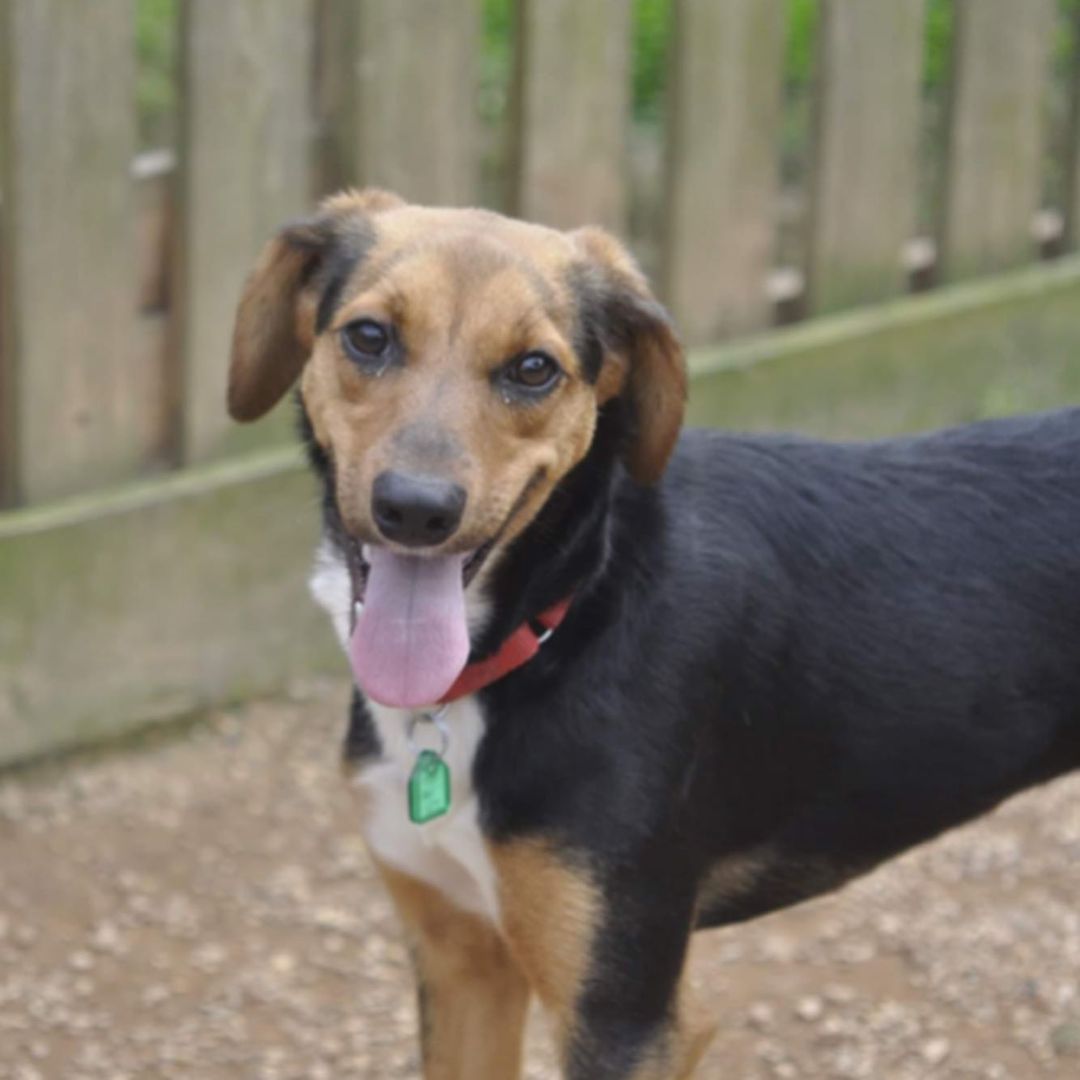 IT'S TONGUE OUT TUESDAY! We have some great tongues to share! And guess what? All these doggos are currently available for adoption (or foster) so that's even better for you!

Here's our lineup:
RICKY BOBBY - our three-legged MVP/6 year old chocolate retriever/lab mix
CAGNEY - the quietest and sweetest beagle you will ever meet/9 month old beagle mix
JENNY LOU - the girl with the dreamiest eyes/4 year old hound mix
SADIE - the gentlest giant/5 month old great dane mix
BETTY - our super senior/8 year old lab mix

Please peruse their profiles and send an email to adoptioncenter@homewardtrails.org if you have a home and a heart for these babies! <a target='_blank' href='https://www.instagram.com/explore/tags/adoptdontshop/'>#adoptdontshop</a> <a target='_blank' href='https://www.instagram.com/explore/tags/homewardtrails/'>#homewardtrails</a> <a target='_blank' href='https://www.instagram.com/explore/tags/catsofinstagram/'>#catsofinstagram</a> <a target='_blank' href='https://www.instagram.com/explore/tags/dogsofinsta/'>#dogsofinsta</a> <a target='_blank' href='https://www.instagram.com/explore/tags/adoptionevent/'>#adoptionevent</a> <a target='_blank' href='https://www.instagram.com/explore/tags/cleartheshelters/'>#cleartheshelters</a> <a target='_blank' href='https://www.instagram.com/explore/tags/dogsofinstagram/'>#dogsofinstagram</a> <a target='_blank' href='https://www.instagram.com/explore/tags/animalrescue/'>#animalrescue</a> <a target='_blank' href='https://www.instagram.com/explore/tags/rescuedog/'>#rescuedog</a> <a target='_blank' href='https://www.instagram.com/explore/tags/dogsofinstagram/'>#dogsofinstagram</a> <a target='_blank' href='https://www.instagram.com/explore/tags/rescuedogsofinstagram/'>#rescuedogsofinstagram</a> <a target='_blank' href='https://www.instagram.com/explore/tags/dog/'>#dog</a> <a target='_blank' href='https://www.instagram.com/explore/tags/dogs/'>#dogs</a> <a target='_blank' href='https://www.instagram.com/explore/tags/dogstagram/'>#dogstagram</a> <a target='_blank' href='https://www.instagram.com/explore/tags/rescue/'>#rescue</a> <a target='_blank' href='https://www.instagram.com/explore/tags/instadog/'>#instadog</a> <a target='_blank' href='https://www.instagram.com/explore/tags/dogoftheday/'>#dogoftheday</a>  <a target='_blank' href='https://www.instagram.com/explore/tags/doglife/'>#doglife</a> <a target='_blank' href='https://www.instagram.com/explore/tags/doglover/'>#doglover</a> <a target='_blank' href='https://www.instagram.com/explore/tags/rescuedismyfavoritebreed/'>#rescuedismyfavoritebreed</a> <a target='_blank' href='https://www.instagram.com/explore/tags/doglovers/'>#doglovers</a> <a target='_blank' href='https://www.instagram.com/explore/tags/dogsofinsta/'>#dogsofinsta</a> <a target='_blank' href='https://www.instagram.com/explore/tags/doggo/'>#doggo</a> <a target='_blank' href='https://www.instagram.com/explore/tags/rescuedogs/'>#rescuedogs</a> <a target='_blank' href='https://www.instagram.com/explore/tags/muttsofinstagram/'>#muttsofinstagram</a> <a target='_blank' href='https://www.instagram.com/explore/tags/puppiesofinstagram/'>#puppiesofinstagram</a> <a target='_blank' href='https://www.instagram.com/explore/tags/ilovemydog/'>#ilovemydog</a> <a target='_blank' href='https://www.instagram.com/explore/tags/dogsofig/'>#dogsofig</a> <a target='_blank' href='https://www.instagram.com/explore/tags/tongueouttuesday/'>#tongueouttuesday</a>