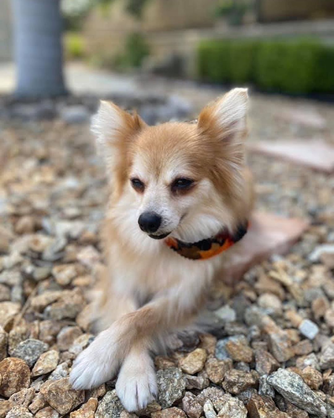 Tiny Madeline LOVES ear scratches and kisses! She is an absolute sweetheart, who is looking for a chill home where she can get cuddles🤍 Submit an adoption application for Madeline on our website at www.ocpomrescue.com or click the link in our bio!!✨
•
•
•
🐶If you live in the Southern California area and would like to ADOPT a dog from our website/page, fill out an adoption form on our website, www.ocpomrescue.com!

💕If you want to DONATE to us, click the link in our bio!

♡If you would like to FOSTER with us, follow the link in our bio!!

All animals adopted will be spayed/neutered, microchipped, and vaccinated.

🏡Home checks are required. (virtual, emailed to info@ocpomrescue.com)

Adopt me, or share with a friend!!❣️