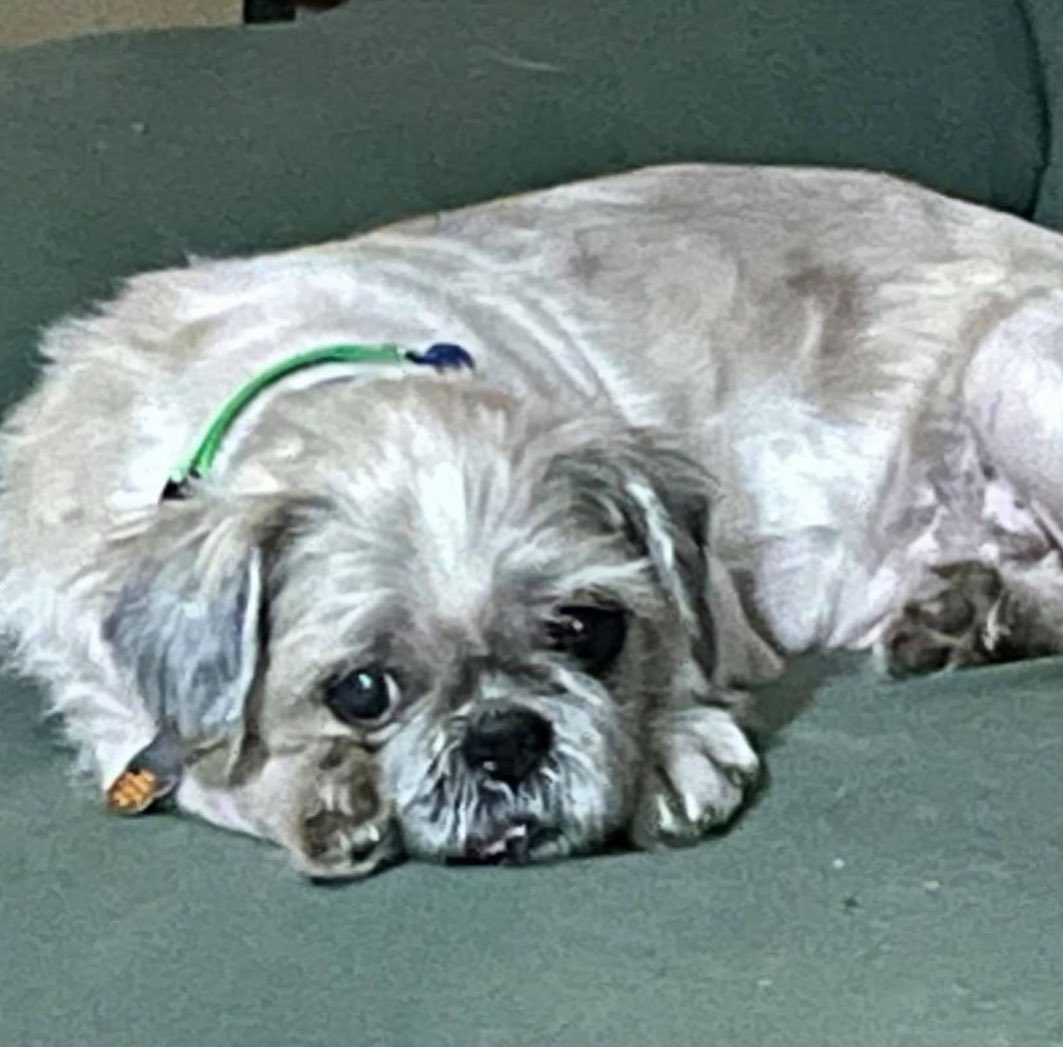 Hello, meet JUNIOR! 

This sweet little senior gentleman is looking for a new forever home. At ten years old, Junior has *a lot* of love left to give❤️

Junior is good with people, other dogs, kids AND cats! Not bad for a man of his age, huh?

Junior loves nothing more than to snuggle and take naps. He would be an 