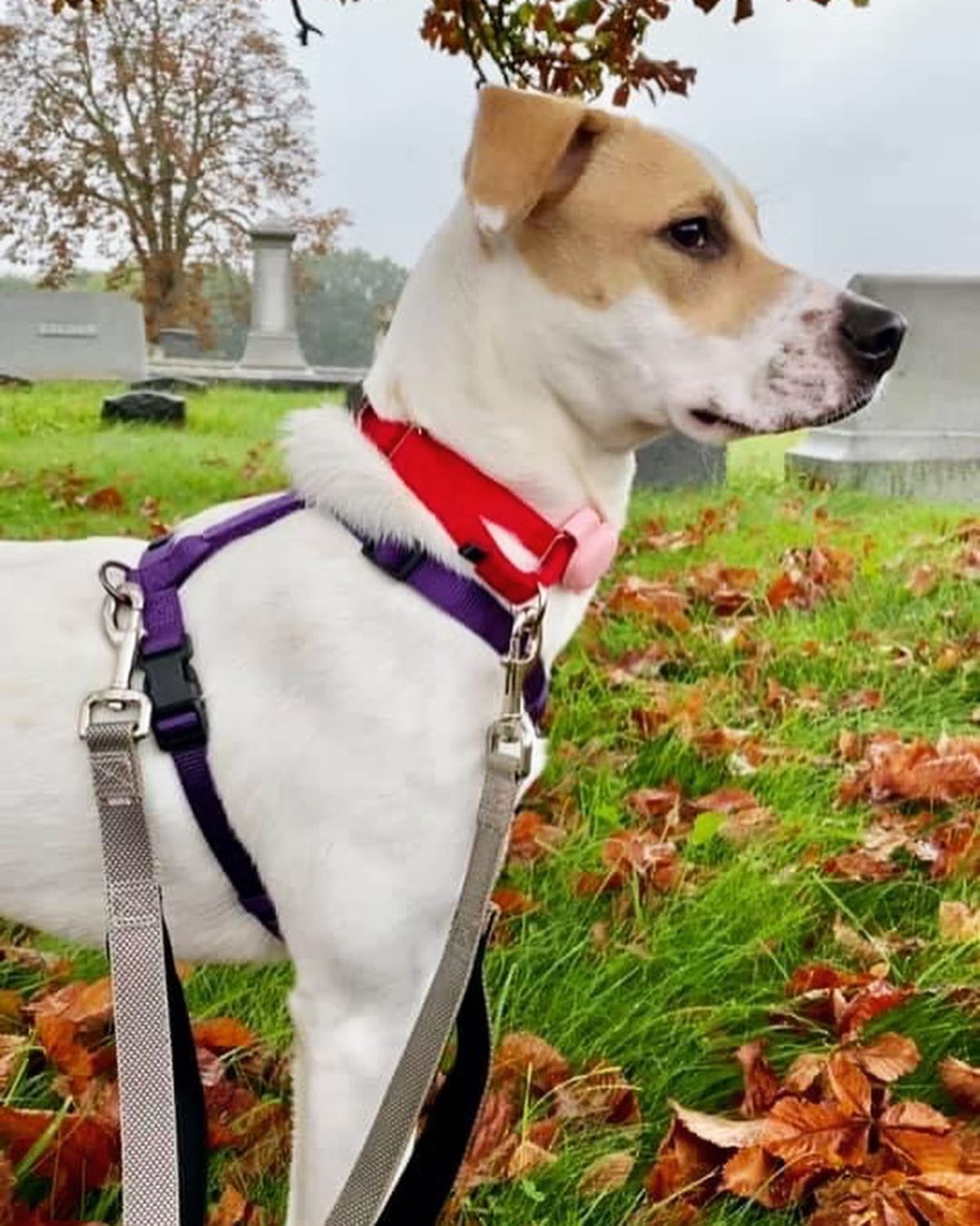 🌟 AVAILABLE 🌟 - mixed breed puppy 

This girl is looking for a new home due to no fault of her own. She is a typical happy bouncy girl looking for a home that has at least one playful/confident dog. Her activity level is moderate. She will happily play or go for a walk, but definitely loves to snuggle on the couch ans relax for a nap. We are guessing she is a staffy, boxer, American bulldog, Labrador, hound type of mix (your guess is as good as ours!). She is 8 months old, weighs about 40lbs, is up to date on vaccines, and spayed. She is doing great with house-training and crate training, but still needs some work. She knows basic commands, but could use a little crash course getting past some common puppy behaviors. She is a little shy at first, but quickly warms up and loves to snuggle on the couch or go out for a walk. No young kids for this girl (she gets a little excited and likely too jumpy/energetic for them). She is a VERY LOVING girl and does great with other dogs. If you believe Phoebe would be a fit for you please use the link below to submit an application! 

Adoption Application:
https://airtable.com/shr305FuyR4v4JWQb

Petfinder link: https://www.petfinder.com/dog/phoebe-fka-holly-50990616/pa/blue-bell/furry-tales-animal-rescue-pa1105/

Website Link: https://furrytalesrescue.wixsite.com/home

** We are based out of Blue Bell, PA. We allow out of state adoptions to NJ, MD, DE, and NY. At this time we do not adopt out to homes who are over 120 miles from our location. We do prioritize more local applications who are a match for the dog/puppy they are applying for.**

.
.
.
.
.
<a target='_blank' href='https://www.instagram.com/explore/tags/mixedbreed/'>#mixedbreed</a> <a target='_blank' href='https://www.instagram.com/explore/tags/adoptme/'>#adoptme</a> <a target='_blank' href='https://www.instagram.com/explore/tags/rescuedog/'>#rescuedog</a> <a target='_blank' href='https://www.instagram.com/explore/tags/rescuesofinstagram/'>#rescuesofinstagram</a> <a target='_blank' href='https://www.instagram.com/explore/tags/holly/'>#holly</a> <a target='_blank' href='https://www.instagram.com/explore/tags/phoebe/'>#phoebe</a> <a target='_blank' href='https://www.instagram.com/explore/tags/puppy/'>#puppy</a> <a target='_blank' href='https://www.instagram.com/explore/tags/puppiesofinstagram/'>#puppiesofinstagram</a> <a target='_blank' href='https://www.instagram.com/explore/tags/staffy/'>#staffy</a> <a target='_blank' href='https://www.instagram.com/explore/tags/staffysofinstagram/'>#staffysofinstagram</a> <a target='_blank' href='https://www.instagram.com/explore/tags/staffygram/'>#staffygram</a> <a target='_blank' href='https://www.instagram.com/explore/tags/staffylove/'>#staffylove</a> <a target='_blank' href='https://www.instagram.com/explore/tags/moderateenergy/'>#moderateenergy</a> <a target='_blank' href='https://www.instagram.com/explore/tags/puppylife/'>#puppylife</a> <a target='_blank' href='https://www.instagram.com/explore/tags/puppytraining/'>#puppytraining</a> <a target='_blank' href='https://www.instagram.com/explore/tags/puppyofinsta/'>#puppyofinsta</a> <a target='_blank' href='https://www.instagram.com/explore/tags/puppyofday/'>#puppyofday</a> <a target='_blank' href='https://www.instagram.com/explore/tags/puppyoftheweek/'>#puppyoftheweek</a> <a target='_blank' href='https://www.instagram.com/explore/tags/puppyofig/'>#puppyofig</a> <a target='_blank' href='https://www.instagram.com/explore/tags/whitedog/'>#whitedog</a> <a target='_blank' href='https://www.instagram.com/explore/tags/whitedogs/'>#whitedogs</a> <a target='_blank' href='https://www.instagram.com/explore/tags/rescue/'>#rescue</a>