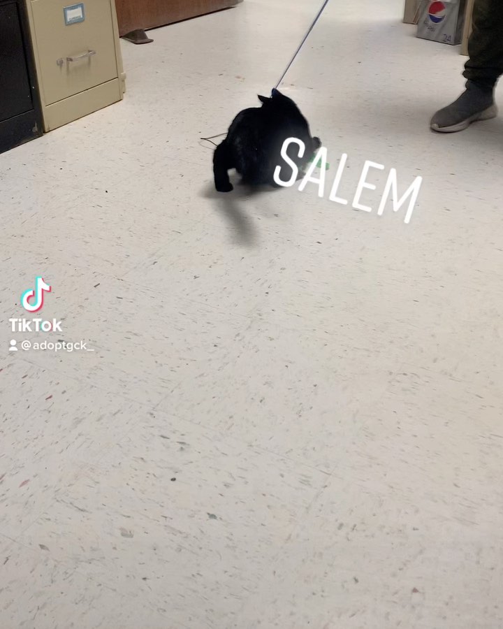 Salem enjoying playtime <a target='_blank' href='https://www.instagram.com/explore/tags/adoptgck/'>#adoptgck</a> <a target='_blank' href='https://www.instagram.com/explore/tags/sheltercat/'>#sheltercat</a>