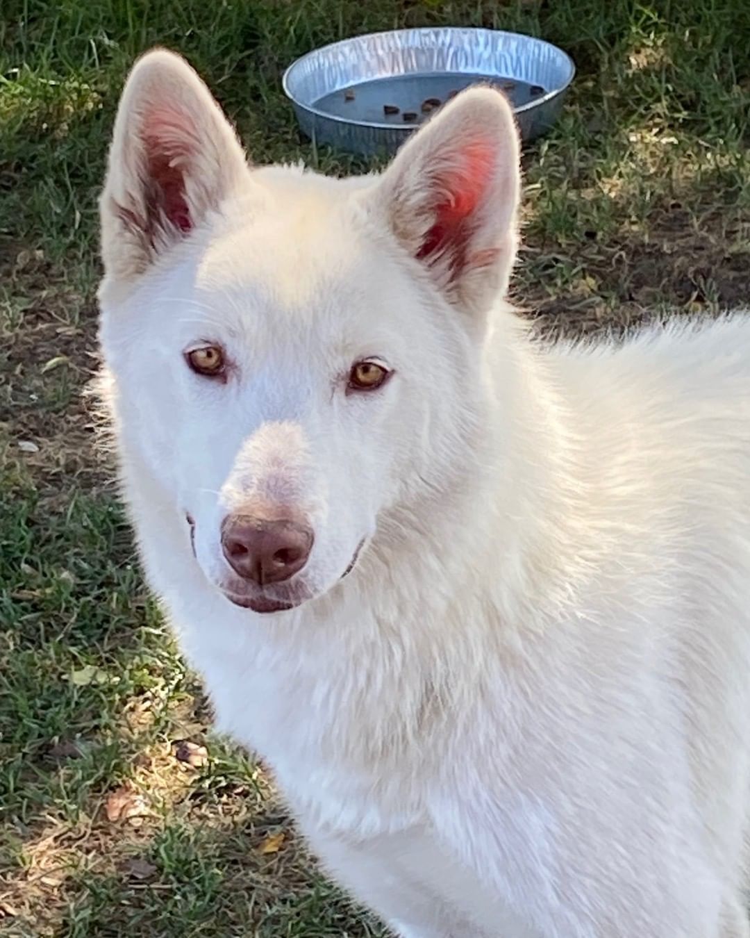 Meet the gorgeous Sienna! She is a shepherd/husky mix and only one year old. She is 50 pounds of pure love and joy. Anyone who has owned a white Shepherd knows that they are magical. 

She is currently in a new foster home in Tustin where she gets to play with other dogs of all sizes. She is great with people and loves dogs. Sienna enjoys walks, snuggling with her foster mom, and playing with all of her foster siblings.

She is currently in a new foster home in Tustin where she gets to play with other dogs of all sizes. She is great with people and loves dogs. Sienna enjoys walks, snuggling with her foster mom and playing with all of her foster siblings.

If you would like to meet this gorgeous girl please fill out an application. We would love to find her a home with another playful dog. Fill out the application through the link in our bio or here: muttsinneed.org/adoption-application.html 
.
.
.
.
.
<a target='_blank' href='https://www.instagram.com/explore/tags/muttsinneed/'>#muttsinneed</a> <a target='_blank' href='https://www.instagram.com/explore/tags/adoptdontshop/'>#adoptdontshop</a> <a target='_blank' href='https://www.instagram.com/explore/tags/muttsofinstagram/'>#muttsofinstagram</a> <a target='_blank' href='https://www.instagram.com/explore/tags/dogsoforangecounty/'>#dogsoforangecounty</a> <a target='_blank' href='https://www.instagram.com/explore/tags/dogsofnewportbeach/'>#dogsofnewportbeach</a> <a target='_blank' href='https://www.instagram.com/explore/tags/orangecountyca/'>#orangecountyca</a> <a target='_blank' href='https://www.instagram.com/explore/tags/newportbeach/'>#newportbeach</a> <a target='_blank' href='https://www.instagram.com/explore/tags/husky/'>#husky</a> <a target='_blank' href='https://www.instagram.com/explore/tags/huskygram/'>#huskygram</a> <a target='_blank' href='https://www.instagram.com/explore/tags/huskylife/'>#huskylife</a> <a target='_blank' href='https://www.instagram.com/explore/tags/adoptable/'>#adoptable</a> <a target='_blank' href='https://www.instagram.com/explore/tags/adoptabledog/'>#adoptabledog</a> <a target='_blank' href='https://www.instagram.com/explore/tags/gsd/'>#gsd</a> <a target='_blank' href='https://www.instagram.com/explore/tags/gsdmix/'>#gsdmix</a> <a target='_blank' href='https://www.instagram.com/explore/tags/dogs/'>#dogs</a> <a target='_blank' href='https://www.instagram.com/explore/tags/dogsofcalifornia/'>#dogsofcalifornia</a>