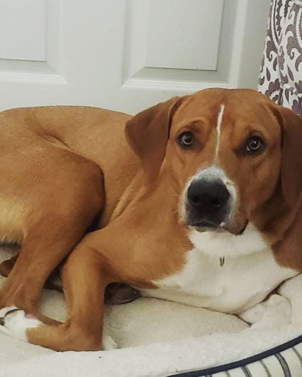 🌟 AVAILABLE 🌟 - Adult hound dog 

Sonic (fka Seamus) is a 1.5yr old very energetic, lovable, and happy hound dog! He loves going for walks, runs, and playing. When outside and able to run you can truly see him come alive. Sonic will benefit from a family with older children that want to play with him and/or adults that are retired, but active, or home where people are home as often as possible as he does not like being home alone for too long. He loves snuggling next to you in the bed or on the couch watching a movie! He does well in his crate, but just like any dog he would prefer to be out. He is house trained too. He is allergic to chicken and shouldn’t have any chicken food/products or byproducts. He enjoys playing with dog toys to help pass time and is a tough chewer! With that he should only have tough toys and if given stuffed ones should be watched as he will happily defluff them ASAP. Sonic does bark at other dogs/people when on leash, but we are working on that with him. He LOVES other dogs and happily plays and bounces around with them. If you believe this happy guy would be the right fit for your home please use the link below to submit an application. 

Adoption Application Link: https://airtable.com/shr305FuyR4v4JWQb

Website Link: https://furrytalesrescue.wixsite.com/home

Petfinder Link: https://www.petfinder.com/dog/sonic-fka-seamus-49678199/pa/blue-bell/furry-tales-animal-rescue-pa1105/

** We are based out of Blue Bell, PA. We allow adoptions to PA, NJ, MD, DE, VA, WV, CT and NY. At this time we do not adopt out to homes who are over ~200 miles from our location. **

.
.
.
.
.
<a target='_blank' href='https://www.instagram.com/explore/tags/rescuedog/'>#rescuedog</a> <a target='_blank' href='https://www.instagram.com/explore/tags/happydog/'>#happydog</a> <a target='_blank' href='https://www.instagram.com/explore/tags/fall/'>#fall</a> <a target='_blank' href='https://www.instagram.com/explore/tags/hound/'>#hound</a> <a target='_blank' href='https://www.instagram.com/explore/tags/hounddog/'>#hounddog</a> <a target='_blank' href='https://www.instagram.com/explore/tags/hounddogsofinstagram/'>#hounddogsofinstagram</a> <a target='_blank' href='https://www.instagram.com/explore/tags/seamus/'>#seamus</a> <a target='_blank' href='https://www.instagram.com/explore/tags/sonic/'>#sonic</a> <a target='_blank' href='https://www.instagram.com/explore/tags/bonesday/'>#bonesday</a> <a target='_blank' href='https://www.instagram.com/explore/tags/nobonesday/'>#nobonesday</a> <a target='_blank' href='https://www.instagram.com/explore/tags/roll/'>#roll</a> <a target='_blank' href='https://www.instagram.com/explore/tags/leaves/'>#leaves</a> <a target='_blank' href='https://www.instagram.com/explore/tags/puppy/'>#puppy</a> <a target='_blank' href='https://www.instagram.com/explore/tags/puppiesofinstagram/'>#puppiesofinstagram</a> <a target='_blank' href='https://www.instagram.com/explore/tags/adoptme/'>#adoptme</a> <a target='_blank' href='https://www.instagram.com/explore/tags/adoptable/'>#adoptable</a> <a target='_blank' href='https://www.instagram.com/explore/tags/love/'>#love</a> <a target='_blank' href='https://www.instagram.com/explore/tags/toocute/'>#toocute</a> <a target='_blank' href='https://www.instagram.com/explore/tags/dog/'>#dog</a> <a target='_blank' href='https://www.instagram.com/explore/tags/dogs/'>#dogs</a> <a target='_blank' href='https://www.instagram.com/explore/tags/bigboy/'>#bigboy</a>