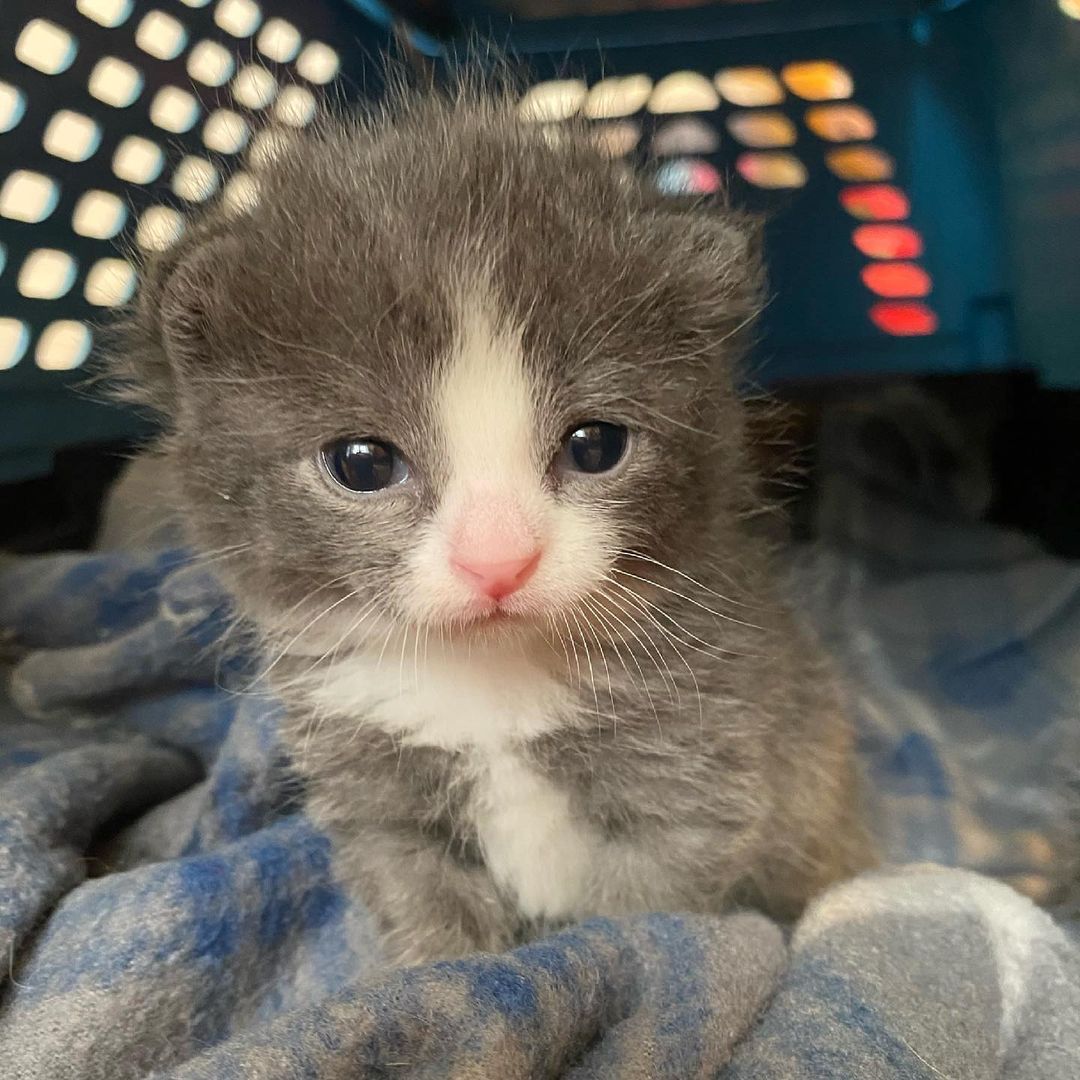 Chablis has been in foster care for 172 days and is our last bottle baby from the early spring still waiting for her family. We love seeing our foster kittens grow up into healthy, beautiful cats, but hate when it happens while they’re still in foster care with us 😿 At just 6 months old, Chablis still has a lot of kitten days to share with her forever family. 

We have many other kitties that have been waiting nearly as long - or even longer! - to find a family. It’s been a really hard year, and our ability to accept new intakes is reduced while our foster homes are full as we to find homes for our current <a target='_blank' href='https://www.instagram.com/explore/tags/deCATurFosters/'>#deCATurFosters</a>. We know our foster pets very well and work hard to connect with our adopters to ensure they are going home with the pet(s) that are the perfect fit for their family dynamic. If you’re considering pet adoption, check out yoga4cats.com/adopt to view our adoptable kitties and submit and online application. We’d love to help you find your perfect pet addition 😻

<a target='_blank' href='https://www.instagram.com/explore/tags/adopt/'>#adopt</a> <a target='_blank' href='https://www.instagram.com/explore/tags/cat/'>#cat</a> <a target='_blank' href='https://www.instagram.com/explore/tags/adoptdontshop/'>#adoptdontshop</a> <a target='_blank' href='https://www.instagram.com/explore/tags/catsofinstagram/'>#catsofinstagram</a> <a target='_blank' href='https://www.instagram.com/explore/tags/kittens/'>#kittens</a> <a target='_blank' href='https://www.instagram.com/explore/tags/meow/'>#meow</a> <a target='_blank' href='https://www.instagram.com/explore/tags/decaturil/'>#decaturil</a> <a target='_blank' href='https://www.instagram.com/explore/tags/decaturillinois/'>#decaturillinois</a>