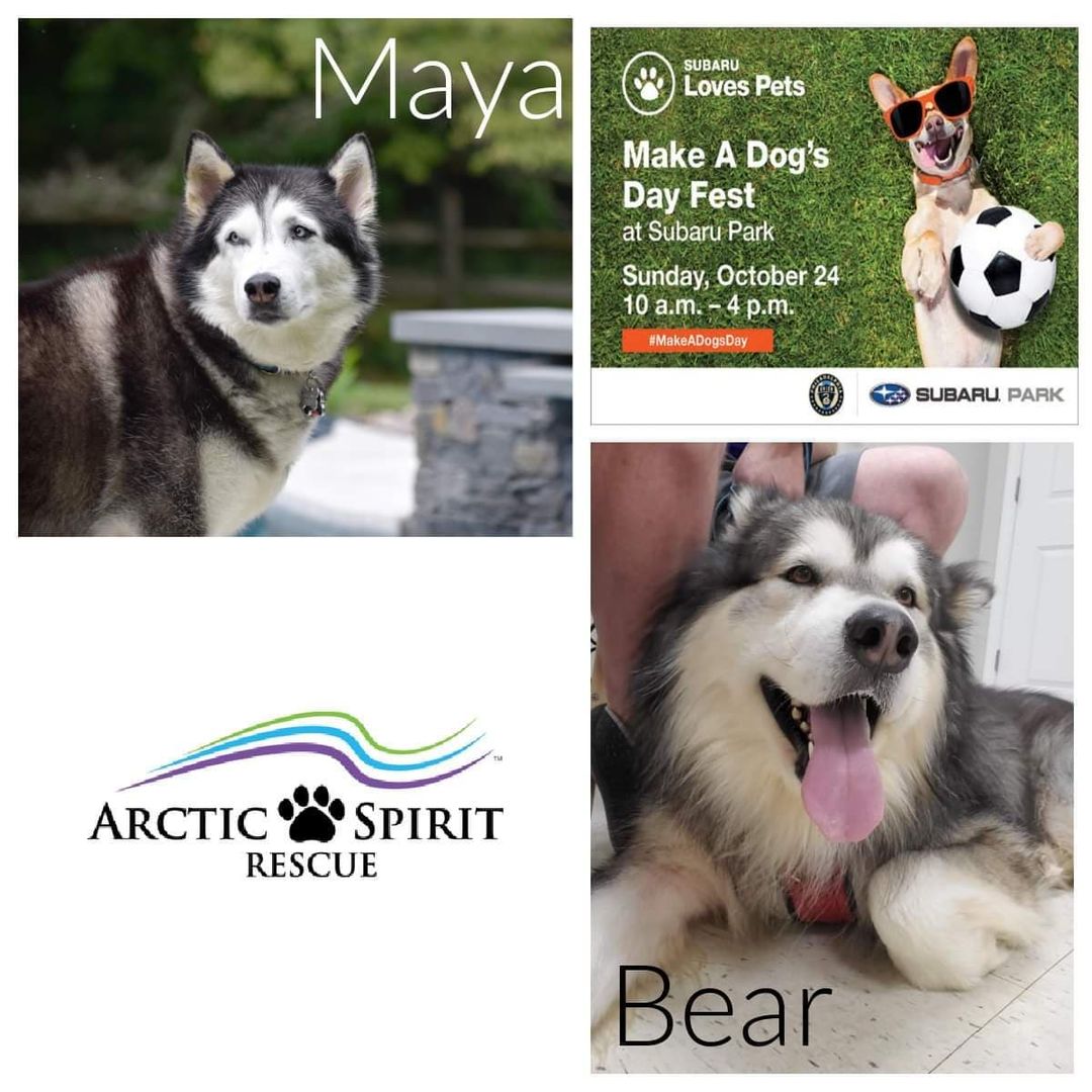 Only 2 more days! Come see sweet senior gal Maya & giant fluffy Bear on Sunday at the Subaru <a target='_blank' href='https://www.instagram.com/explore/tags/MakeADogsDay/'>#MakeADogsDay</a> fest! <a target='_blank' href='https://www.instagram.com/explore/tags/arcticspiritrescue/'>#arcticspiritrescue</a> <a target='_blank' href='https://www.instagram.com/explore/tags/adoptdontshop/'>#adoptdontshop</a> <a target='_blank' href='https://www.instagram.com/explore/tags/rescuedogs/'>#rescuedogs</a> <a target='_blank' href='https://www.instagram.com/explore/tags/rescuedogsofinstagram/'>#rescuedogsofinstagram</a> <a target='_blank' href='https://www.instagram.com/explore/tags/dogsofinstagram/'>#dogsofinstagram</a> <a target='_blank' href='https://www.instagram.com/explore/tags/dogs/'>#dogs</a> <a target='_blank' href='https://www.instagram.com/explore/tags/siberianhusky/'>#siberianhusky</a> <a target='_blank' href='https://www.instagram.com/explore/tags/siberianhuskiesofinstagram/'>#siberianhuskiesofinstagram</a> <a target='_blank' href='https://www.instagram.com/explore/tags/husky/'>#husky</a> <a target='_blank' href='https://www.instagram.com/explore/tags/huskiesofinstagram/'>#huskiesofinstagram</a> <a target='_blank' href='https://www.instagram.com/explore/tags/malamute/'>#malamute</a> <a target='_blank' href='https://www.instagram.com/explore/tags/malamutesofinstagram/'>#malamutesofinstagram</a> <a target='_blank' href='https://www.instagram.com/explore/tags/bear/'>#bear</a> <a target='_blank' href='https://www.instagram.com/explore/tags/giantdog/'>#giantdog</a> @subaru_usa @philaunion <a target='_blank' href='https://www.instagram.com/explore/tags/subaru/'>#subaru</a>