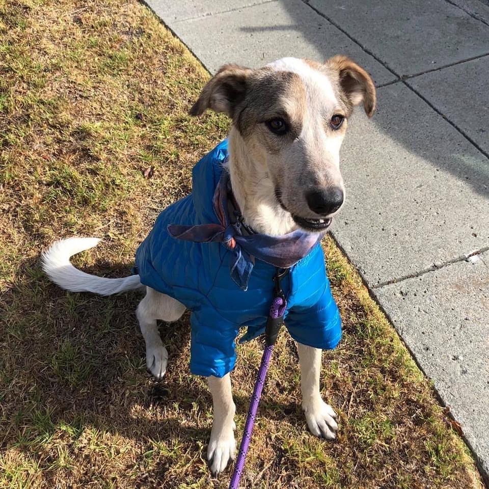 Since there was a chance of raining this week, our lovely Xena got a comfy rain jacket ready, and it looks great on her! 💦💦

Xena is looking for her forever home!🏡❤️

Xena is a sweet, very snugly girl and wants to be your best friend. She is such a lovely and beautiful dog. Playful with both humans and other dogs. She is a “snuggly pretzel” because she will twist herself around so that she can get into your lap so she can get pets. She has so much to give and is going to be an amazing dog. So eager to please and wanting to do whatever her person wants. Xena is a very loving and affectionate girl who loves nothing better than having a cuddle on the sofa. She will soon worm her way onto your bed and into your heart! She likes being outdoors – running, sniffing, playing, also likes to be checking out what is going on in the house. She is a confident and easy going girls, and will be happy to join your family.

🔹Please check out Xena's Adoption page and if interested fill out application on our web site: https://angelsfurryfriends.org/xena/

@Angel’sFurryFriendsRescue
✅ If you would like to help save more animals, you could also donate here: 
👉 https://angelsfurryfriends.org/donate/
👉PayPal: donations@angelsfurryfriends.org
👉PayPal Donation link: https://paypal.me/AngelsFurryFriendsSF?locale.x=en_US
🎥 Watch a video about our partner shelter in Volgograd: https://youtu.be/N4QXdLpZJ9k
🐾 Check our website for adoptable animals: https://angelsfurryfriends.org
✅ Our furry friends will be super happy if you can contribute to our AMAZON wish list: https://www.amazon.com/gp/registry/wishlist/2RZLJP6PB4GQV
✅ Find us on AMAZON SMILE
🤝 Please share information about our Rescue
✅ Angel’s Furry Friends is a Non-Profit 501(c)(3) organization. 
Your Donations are Tax Deductible.
Please, check with your employers, many companies match Donations, to double your valuable contribution.
<a target='_blank' href='https://www.instagram.com/explore/tags/adoptdontshop/'>#adoptdontshop</a> <a target='_blank' href='https://www.instagram.com/explore/tags/animalrescue/'>#animalrescue</a> <a target='_blank' href='https://www.instagram.com/explore/tags/animalhelp/'>#animalhelp</a> <a target='_blank' href='https://www.instagram.com/explore/tags/doglove/'>#doglove</a> <a target='_blank' href='https://www.instagram.com/explore/tags/catlove/'>#catlove</a> <a target='_blank' href='https://www.instagram.com/explore/tags/dogrescue/'>#dogrescue</a> <a target='_blank' href='https://www.instagram.com/explore/tags/catrescue/'>#catrescue</a> <a target='_blank' href='https://www.instagram.com/explore/tags/streetdogs/'>#streetdogs</a> <a target='_blank' href='https://www.instagram.com/explore/tags/angelsfurryfriends/'>#angelsfurryfriends</a> <a target='_blank' href='https://www.instagram.com/explore/tags/savealife/'>#savealife</a> <a target='_blank' href='https://www.instagram.com/explore/tags/bekind/'>#bekind</a> <a target='_blank' href='https://www.instagram.com/explore/tags/dogsforadoption/'>#dogsforadoption</a> <a target='_blank' href='https://www.instagram.com/explore/tags/animalwelfare/'>#animalwelfare</a> <a target='_blank' href='https://www.instagram.com/explore/tags/adoptdontshop/'>#adoptdontshop</a> <a target='_blank' href='https://www.instagram.com/explore/tags/rescuedogsofinstagram/'>#rescuedogsofinstagram</a> <a target='_blank' href='https://www.instagram.com/explore/tags/rescuedog/'>#rescuedog</a> <a target='_blank' href='https://www.instagram.com/explore/tags/rescuedismyfavoritebreed/'>#rescuedismyfavoritebreed</a> <a target='_blank' href='https://www.instagram.com/explore/tags/fromrussiawithlove/'>#fromrussiawithlove</a> <a target='_blank' href='https://www.instagram.com/explore/tags/lifeanimalrescue/'>#lifeanimalrescue</a> <a target='_blank' href='https://www.instagram.com/explore/tags/animalrescuers/'>#animalrescuers</a>