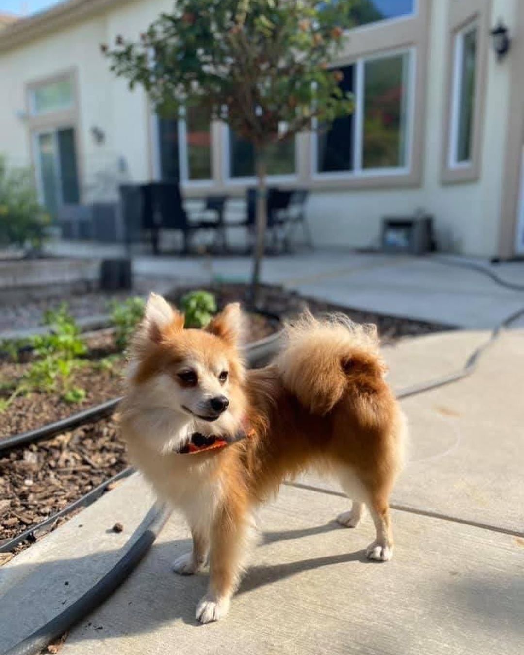 Tiny Madeline LOVES ear scratches and kisses! She is an absolute sweetheart, who is looking for a chill home where she can get cuddles🤍 Submit an adoption application for Madeline on our website at www.ocpomrescue.com or click the link in our bio!!✨
•
•
•
🐶If you live in the Southern California area and would like to ADOPT a dog from our website/page, fill out an adoption form on our website, www.ocpomrescue.com!

💕If you want to DONATE to us, click the link in our bio!

♡If you would like to FOSTER with us, follow the link in our bio!!

All animals adopted will be spayed/neutered, microchipped, and vaccinated.

🏡Home checks are required. (virtual, emailed to info@ocpomrescue.com)

Adopt me, or share with a friend!!❣️