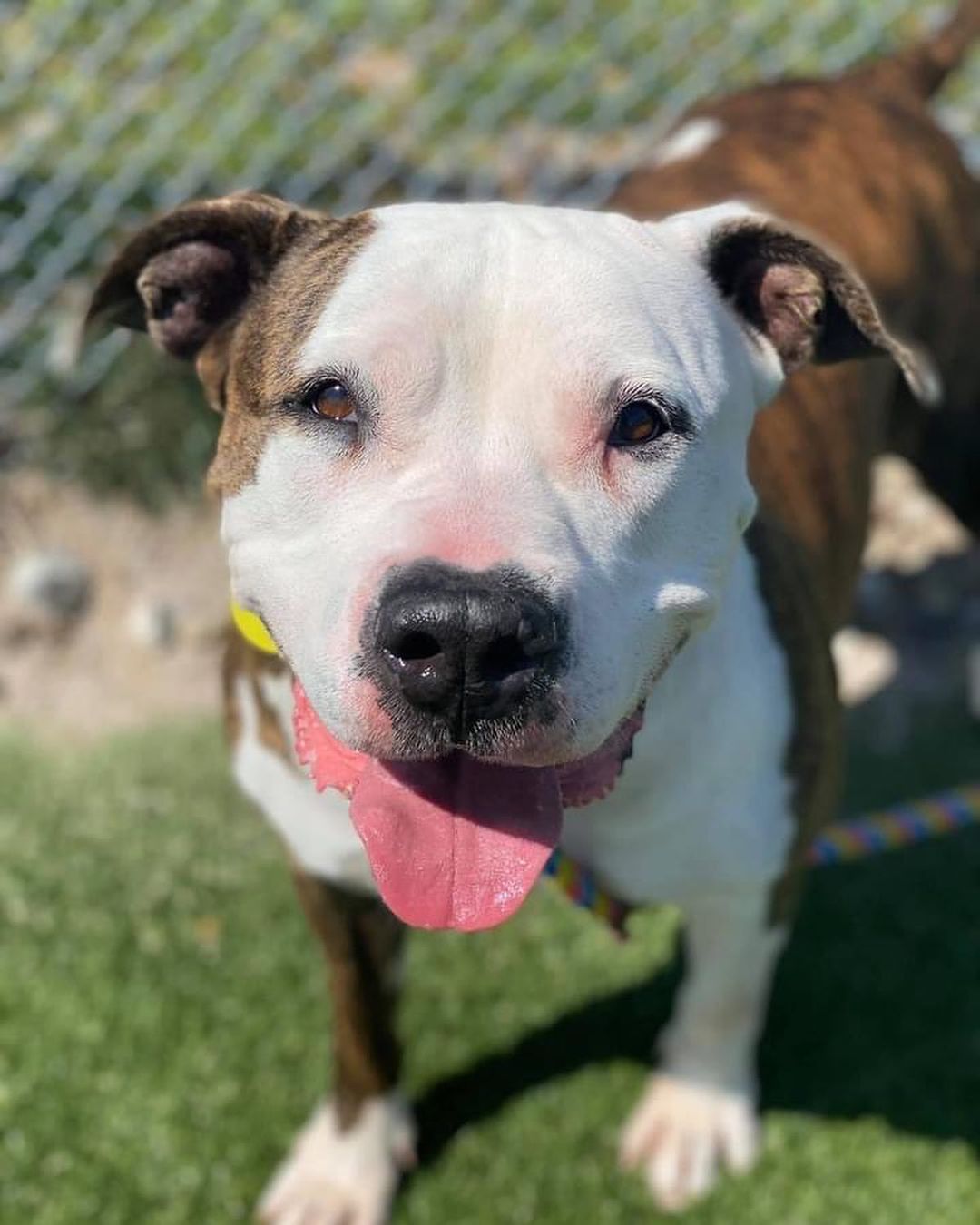 Happy hippo mama seeking her very own couch! Cali has a sweet and easy-going personality. If you're looking for a lady that seems pretty low-maintenance and chill, she could fit the bill! 

She is up for a little playtime and enjoys her chance to go for a nice walk, but she is more about hanging out and getting loved on. She'll flop right over for belly rubs, or happily plonk herself down to accept some praise and some treats. She'll charm you with her fancy sits, head tilts and signature sploots. Cali is estimated to be around 4 years old and weighs a portly 77 lbs.

Unfortunately, Cali has a torn ACL and she needs our help! @friendsofcitydogscleveland  can cover the cost of surgery, but Cali will need a calm home where she can recover and recuperate. Luckily, this girl seems like she will be into that 