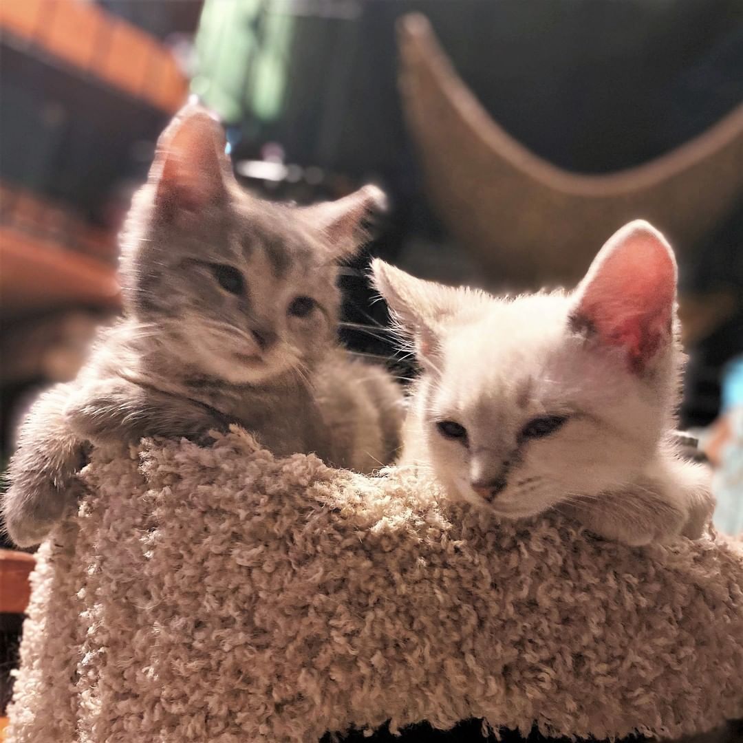 Warning: Extreme Cuteness ahead!! 

It’s time to let a little Jam (gray) and Jelly (white and Siamese color) sweeten up your life!
Bonded kitten brothers Jam and Jelly (or J and J, as their foster mom calls them) are playful, inquisitive, and super adorable—full of kitten sparkle and personality. They have a strong sense of love, play, and protection of one another.

Let’s Jam! This boy has a gray overcoat graced with white swirls and tabby leg stripes and he has a cream undercoat. 

How about a cute little Jelly roll? Jelly’s the leader of the pack. His coat is of a Siamese variety, cream with a touch of brown coat, dark brown ears and tail. He likes to talk when he needs to, and his eyes are currently the lightest shade of blue. 

Jam and Jelly were rescued when they were just tiny babies; they had been born in a back yard to a community cat who is now spayed and doing fine. Both boys have been vetted and are healthy and happy; they are still a little human shy, but Jelly loves to be pet and Jam only needs time to warm up.

With bonding and trust, toy time, treats, and gentle pets will have them climbing your legs in no time. Jelly is a fan of belly and head rubs and loves to be combed. 

Jam is a little more cautious but easily persuadable. They're around 8 weeks old. These guys are lap cats in the making. They get along well with other cats. It is unknown if they are compatible with dogs.

You can contact us here or better still, for faster processing, fill out the editable PDF adoption-application form at https://www.foranimalsinc.com/adopt/our-adoption-process/ and email it to foranimalsnyc@gmail.com

_____
<a target='_blank' href='https://www.instagram.com/explore/tags/kittensofinstagram/'>#kittensofinstagram</a>
 <a target='_blank' href='https://www.instagram.com/explore/tags/bondedkittens/'>#bondedkittens</a> <a target='_blank' href='https://www.instagram.com/explore/tags/siamesekitten/'>#siamesekitten</a> <a target='_blank' href='https://www.instagram.com/explore/tags/tabbykitten/'>#tabbykitten</a> <a target='_blank' href='https://www.instagram.com/explore/tags/brooklyncatadoptions/'>#brooklyncatadoptions</a> <a target='_blank' href='https://www.instagram.com/explore/tags/nyckittenadoption/'>#nyckittenadoption</a>
------