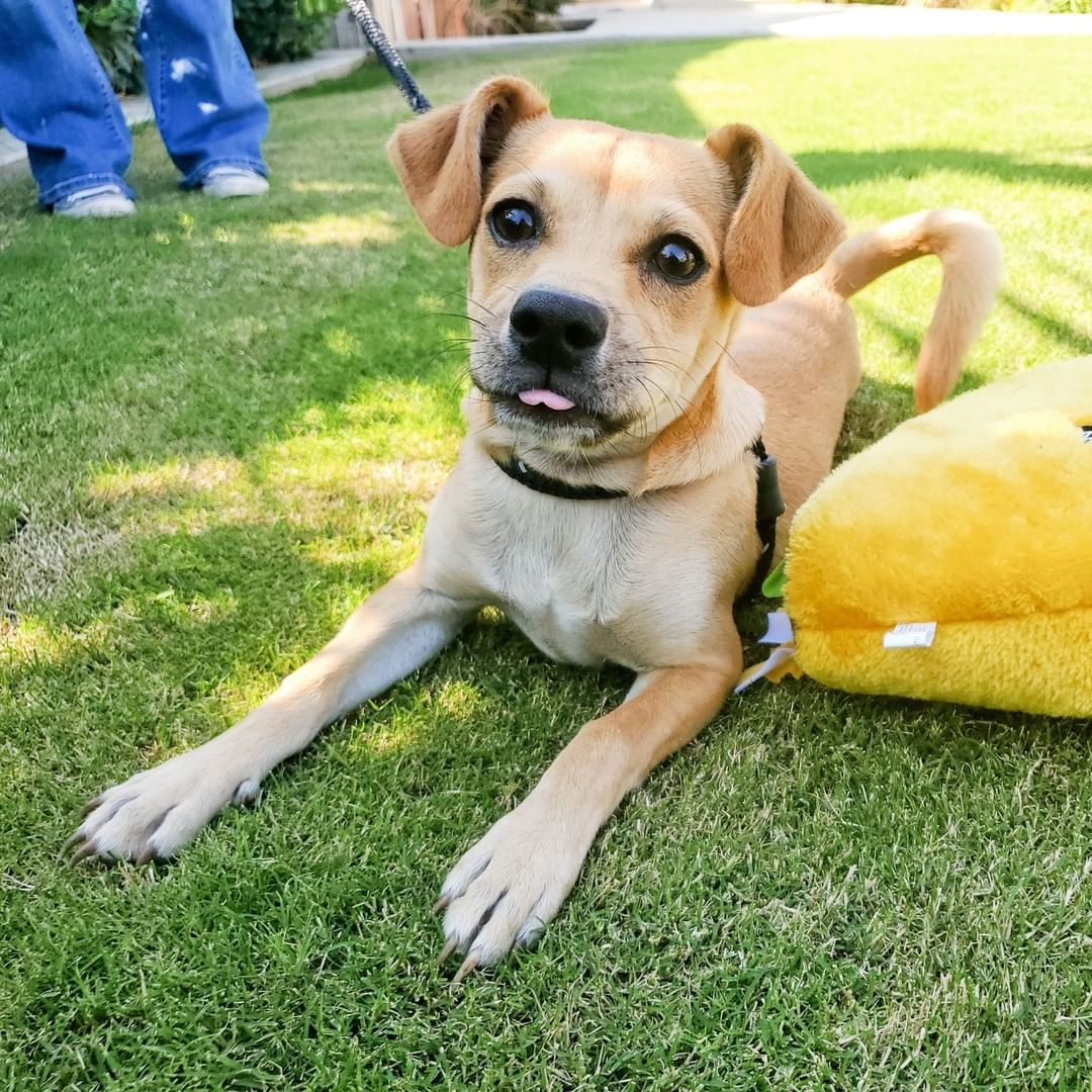 ✨Introducing Taquito!✨

This chi mix pup is so playful and loving! He likes spending his time playing with his toys & furry friends. He is available for adoption now, you can check out his petfinder profile by clicking the link in our bio.