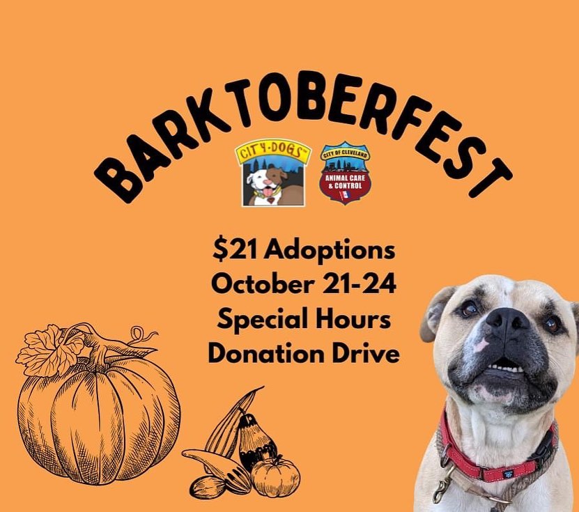 Join us for Barktoberfest - a special adoption event this coming weekend! 

The kennel is FULL and we need your help finding homes for our dogs! This 4-day adopt-a-thon will kick off on Thursday, October 21st and run through Sunday, October 24th, continuing with our $21 reduced adoption fees!

We will be offering special walk-up adoptions Thursday, October 21st, and Friday, October 22nd from 12pm to 6pm, in addition to Saturday, October 23rd, and Sunday, October 24th from 12pm to 4pm. We are hoping to find homes for our great dogs as MANY have been waiting for a long time, and we have been operating at or over capacity for months. 

This could be a great time to bring home a new best friend - get a companion to go on hikes and enjoy the beautiful fall colors, or to cozy up on the couch as the weather gets chilly!

You can view all adoptable dogs at petango.com/cacc. Our usual adoption procedures will still be in place. Interested adopters will be paired with an adoption counselor who will introduce you to dogs and hopefully try to find a good match for your household! We ask that all members of the family attend for meets to ensure a good fit, including resident dogs. 

Don’t want to risk a wait? You can schedule an appointment any time by completing our brief Meet and Greet form at: tinyurl.com/meetacitydog

Not able to adopt at this time? There are other ways to support us! We we will have a TRICKS & TREATS drop-off donation drive to stock up on all the enrichment items we need to care for the dogs within the kennel. We are in great need of treats (any variety, but especially soft/stinky ones) and durable chew toys. You can also order online at tinyurl.com/citydogswishlist (link in bio). 

We hope to see you this weekend to meet some of our 100+ dogs! (Pictured: Benton, Buster, Missy, Daisy, Pluto, Ethan, Colin, Marcia, Piper, Bobby). 
.
.
<a target='_blank' href='https://www.instagram.com/explore/tags/adoptdontshop/'>#adoptdontshop</a> <a target='_blank' href='https://www.instagram.com/explore/tags/barktoberfest/'>#barktoberfest</a> <a target='_blank' href='https://www.instagram.com/explore/tags/citydogscle/'>#citydogscle</a> <a target='_blank' href='https://www.instagram.com/explore/tags/cledogs/'>#cledogs</a> <a target='_blank' href='https://www.instagram.com/explore/tags/dogsofcle/'>#dogsofcle</a> <a target='_blank' href='https://www.instagram.com/explore/tags/rescuedogs/'>#rescuedogs</a>