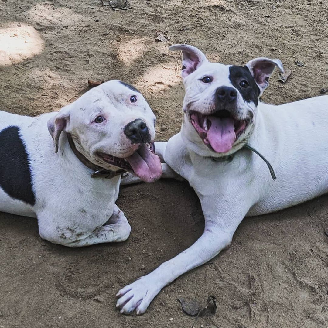 Spot and Maverick are the best buds. They are 2 male Pibbles that absolutely love each other, especially when it's time to play in the dirt together. Both are currently looking for forever homes. 

<a target='_blank' href='https://www.instagram.com/explore/tags/rescuedog/'>#rescuedog</a> <a target='_blank' href='https://www.instagram.com/explore/tags/dogsofinstagram/'>#dogsofinstagram</a> <a target='_blank' href='https://www.instagram.com/explore/tags/adoptdontshop/'>#adoptdontshop</a> <a target='_blank' href='https://www.instagram.com/explore/tags/dog/'>#dog</a> <a target='_blank' href='https://www.instagram.com/explore/tags/rescuedogsofinstagram/'>#rescuedogsofinstagram</a> <a target='_blank' href='https://www.instagram.com/explore/tags/dogs/'>#dogs</a> <a target='_blank' href='https://www.instagram.com/explore/tags/dogstagram/'>#dogstagram</a>  <a target='_blank' href='https://www.instagram.com/explore/tags/instadog/'>#instadog</a> <a target='_blank' href='https://www.instagram.com/explore/tags/dogoftheday/'>#dogoftheday</a> <a target='_blank' href='https://www.instagram.com/explore/tags/doglover/'>#doglover</a> <a target='_blank' href='https://www.instagram.com/explore/tags/doggo/'>#doggo</a>  <a target='_blank' href='https://www.instagram.com/explore/tags/muttsofinstagram/'>#muttsofinstagram</a> <a target='_blank' href='https://www.instagram.com/explore/tags/ilovemydog/'>#ilovemydog</a>  <a target='_blank' href='https://www.instagram.com/explore/tags/instagram/'>#instagram</a>  <a target='_blank' href='https://www.instagram.com/explore/tags/puppylove/'>#puppylove</a>  <a target='_blank' href='https://www.instagram.com/explore/tags/dogsofinsta/'>#dogsofinsta</a> <a target='_blank' href='https://www.instagram.com/explore/tags/pet/'>#pet</a> <a target='_blank' href='https://www.instagram.com/explore/tags/puppies/'>#puppies</a> <a target='_blank' href='https://www.instagram.com/explore/tags/puppiesofinstagram/'>#puppiesofinstagram</a> <a target='_blank' href='https://www.instagram.com/explore/tags/rescuedogs/'>#rescuedogs</a> <a target='_blank' href='https://www.instagram.com/explore/tags/rescuedogsrule/'>#rescuedogsrule</a> <a target='_blank' href='https://www.instagram.com/explore/tags/dogrescue/'>#dogrescue</a> <a target='_blank' href='https://www.instagram.com/explore/tags/adoptadog/'>#adoptadog</a> <a target='_blank' href='https://www.instagram.com/explore/tags/dogsofinstaworld/'>#dogsofinstaworld</a> <a target='_blank' href='https://www.instagram.com/explore/tags/adoptable/'>#adoptable</a>