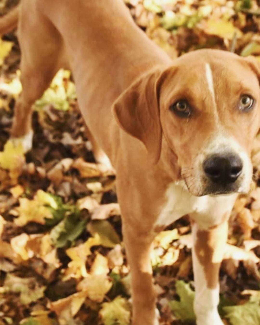 🌟 AVAILABLE 🌟 - Adult hound dog 

Sonic (fka Seamus) is a 1.5yr old very energetic, lovable, and happy hound dog! He loves going for walks, runs, and playing. When outside and able to run you can truly see him come alive. Sonic will benefit from a family with older children that want to play with him and/or adults that are retired, but active, or home where people are home as often as possible as he does not like being home alone for too long. He loves snuggling next to you in the bed or on the couch watching a movie! He does well in his crate, but just like any dog he would prefer to be out. He is house trained too. He is allergic to chicken and shouldn’t have any chicken food/products or byproducts. He enjoys playing with dog toys to help pass time and is a tough chewer! With that he should only have tough toys and if given stuffed ones should be watched as he will happily defluff them ASAP. Sonic does bark at other dogs/people when on leash, but we are working on that with him. He LOVES other dogs and happily plays and bounces around with them. If you believe this happy guy would be the right fit for your home please use the link below to submit an application. 

Adoption Application Link: https://airtable.com/shr305FuyR4v4JWQb

Website Link: https://furrytalesrescue.wixsite.com/home

Petfinder Link: https://www.petfinder.com/dog/sonic-fka-seamus-49678199/pa/blue-bell/furry-tales-animal-rescue-pa1105/

** We are based out of Blue Bell, PA. We allow adoptions to PA, NJ, MD, DE, VA, WV, CT and NY. At this time we do not adopt out to homes who are over ~200 miles from our location. **

.
.
.
.
.
<a target='_blank' href='https://www.instagram.com/explore/tags/rescuedog/'>#rescuedog</a> <a target='_blank' href='https://www.instagram.com/explore/tags/happydog/'>#happydog</a> <a target='_blank' href='https://www.instagram.com/explore/tags/fall/'>#fall</a> <a target='_blank' href='https://www.instagram.com/explore/tags/hound/'>#hound</a> <a target='_blank' href='https://www.instagram.com/explore/tags/hounddog/'>#hounddog</a> <a target='_blank' href='https://www.instagram.com/explore/tags/hounddogsofinstagram/'>#hounddogsofinstagram</a> <a target='_blank' href='https://www.instagram.com/explore/tags/seamus/'>#seamus</a> <a target='_blank' href='https://www.instagram.com/explore/tags/sonic/'>#sonic</a> <a target='_blank' href='https://www.instagram.com/explore/tags/bonesday/'>#bonesday</a> <a target='_blank' href='https://www.instagram.com/explore/tags/nobonesday/'>#nobonesday</a> <a target='_blank' href='https://www.instagram.com/explore/tags/roll/'>#roll</a> <a target='_blank' href='https://www.instagram.com/explore/tags/leaves/'>#leaves</a> <a target='_blank' href='https://www.instagram.com/explore/tags/puppy/'>#puppy</a> <a target='_blank' href='https://www.instagram.com/explore/tags/puppiesofinstagram/'>#puppiesofinstagram</a> <a target='_blank' href='https://www.instagram.com/explore/tags/adoptme/'>#adoptme</a> <a target='_blank' href='https://www.instagram.com/explore/tags/adoptable/'>#adoptable</a> <a target='_blank' href='https://www.instagram.com/explore/tags/love/'>#love</a> <a target='_blank' href='https://www.instagram.com/explore/tags/toocute/'>#toocute</a> <a target='_blank' href='https://www.instagram.com/explore/tags/dog/'>#dog</a> <a target='_blank' href='https://www.instagram.com/explore/tags/dogs/'>#dogs</a> <a target='_blank' href='https://www.instagram.com/explore/tags/bigboy/'>#bigboy</a>