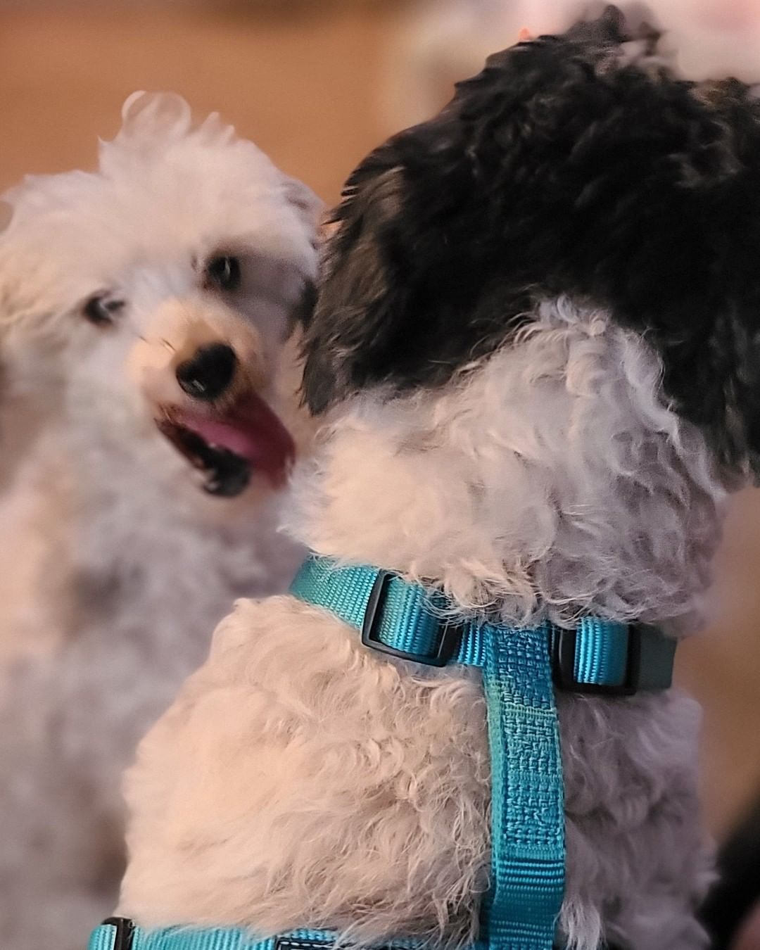 This handsome devil is Pepper. He is a 12 year old Poodle/Shihtzu mix. His story starts off with a husband and wife who got divorced and lost their home. So Pepper was sent to live with the husband's mother while he figured out his next steps in his own life. 

Sadly he found out that his sister's boyfriend, who was also living with the mother and sister, was abusing poor Pepper. The police were called, the man was arrested and Pepper came to live with his Daddy again. This time though there were also cats in the home. Pepper likes to chase cats. Over the last month he had chased off all of the new girlfriends cats. Unfortunately all came back home except for one. We hope now that Pepper is out of the home the last cat will feel safe enough to return. 

With all this being said it was a heartbreaking decision for this family to first give Pepper up, then save him from abuse, to then have to surrender him again because of the cats. I keep reassuring them they did what was best for all involved. And now we've got Peppers back 100%. 

Once we take care of his medical this sweet, smart and very handsome boy will be looking for a cat free home to spend the rest of his life in. 

Until then welcome home Pepper welcome home. You are our Rusty's Angel # 301! He and Manny are already BFF's ❤🐾❤