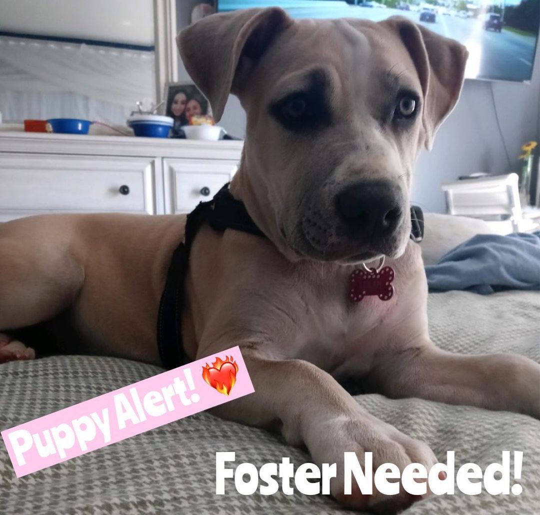 Foster needed ASAP for Lula! (Also up for adoption)💞
Lula is one of the puppies from Lulu’s litter - she was adopted and is not being returned as her owner is having major health issues. 
Lula is just under 7 months and is 55 lbs. Shes very active and has puppy energy, so needs someone who can give her proper exercise. She’s incredibly sweet, friendly with all people, with other dogs, and with kids. ❣️
Please let us know if you are interested in fostering her (fostering is free! We will provide all supplies and food!) or adopting.
She needs a place ASAP, as her owner is going in for surgeries and can’t care for her.
<a target='_blank' href='https://www.instagram.com/explore/tags/puppy/'>#puppy</a> <a target='_blank' href='https://www.instagram.com/explore/tags/pitbull/'>#pitbull</a> <a target='_blank' href='https://www.instagram.com/explore/tags/adopt/'>#adopt</a> <a target='_blank' href='https://www.instagram.com/explore/tags/foster/'>#foster</a> <a target='_blank' href='https://www.instagram.com/explore/tags/nkla/'>#nkla</a> <a target='_blank' href='https://www.instagram.com/explore/tags/adoptdontshop/'>#adoptdontshop</a><a target='_blank' href='https://www.instagram.com/explore/tags/donate/'>#donate</a> <a target='_blank' href='https://www.instagram.com/explore/tags/support/'>#support</a> <a target='_blank' href='https://www.instagram.com/explore/tags/losangeles/'>#losangeles</a> <a target='_blank' href='https://www.instagram.com/explore/tags/rescuedog/'>#rescuedog</a> <a target='_blank' href='https://www.instagram.com/explore/tags/shelterdog/'>#shelterdog</a> <a target='_blank' href='https://www.instagram.com/explore/tags/rescuedismyfavoritebreed/'>#rescuedismyfavoritebreed</a> <a target='_blank' href='https://www.instagram.com/explore/tags/rescuedogsofinstagram/'>#rescuedogsofinstagram</a> <a target='_blank' href='https://www.instagram.com/explore/tags/dog/'>#dog</a> <a target='_blank' href='https://www.instagram.com/explore/tags/dogsofinstagram/'>#dogsofinstagram</a> <a target='_blank' href='https://www.instagram.com/explore/tags/rescue/'>#rescue</a> <a target='_blank' href='https://www.instagram.com/explore/tags/shelterdogsofinstagram/'>#shelterdogsofinstagram</a> <a target='_blank' href='https://www.instagram.com/explore/tags/whorescuedwho/'>#whorescuedwho</a> <a target='_blank' href='https://www.instagram.com/explore/tags/fosteringsaveslives/'>#fosteringsaveslives</a> <a target='_blank' href='https://www.instagram.com/explore/tags/fosterme/'>#fosterme</a> <a target='_blank' href='https://www.instagram.com/explore/tags/adoptme/'>#adoptme</a> <a target='_blank' href='https://www.instagram.com/explore/tags/savethemall/'>#savethemall</a> <a target='_blank' href='https://www.instagram.com/explore/tags/losangeles/'>#losangeles</a> <a target='_blank' href='https://www.instagram.com/explore/tags/socal/'>#socal</a> <a target='_blank' href='https://www.instagram.com/explore/tags/adoptabledogsofinstagram/'>#adoptabledogsofinstagram</a>