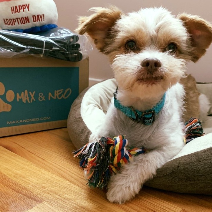 Thank you to @maxandneo pet supplies for generously donating collars, leashes, toys and treats for our dogs in foster care. Foster pup Ace here is rocking a new Max and Neo collar and is looking very sharp, wouldn't you agree?

<a target='_blank' href='https://www.instagram.com/explore/tags/maxandneo/'>#maxandneo</a> <a target='_blank' href='https://www.instagram.com/explore/tags/petsupplies/'>#petsupplies</a> <a target='_blank' href='https://www.instagram.com/explore/tags/fosterdog/'>#fosterdog</a> <a target='_blank' href='https://www.instagram.com/explore/tags/fosteringsaveslives/'>#fosteringsaveslives</a>