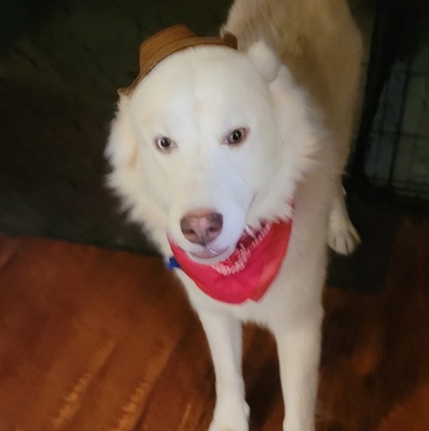 🕸🖤🎃👻 SPOOKY PUP OF THE DAY 👻🎃🖤🕸

Sirius came to us from a high kill shelter in Clovis, NM - he is estimated 2-3yrs old and is a white Siberian Husky mix, assumed with Great Pyrenees given his size and body structure - he is a very big boy, and is dressed up as a cowboy for Halloween!

He is very friendly with humans and does best with other dogs that are female – he has no issues at all with female dogs and is relaxed and calm around them. He can be selective with other males - some no issue and some he has been a little grumbly. He loves people so much and is grateful for all the attention he can get! He can also be an escape artist when he is in a new situation and is not given enough attention.

His fosters have worked with him on some basic manners. He does have some resource guarding with food and water - nothing major and with consistent reinforcement and training would not be a major issue. We do recommend he be fed separately until settled and slow transition attempted with an adopter.

If you'd like to give this cowboy a forever home, please let us know! Sirius is more than ready :) 

<a target='_blank' href='https://www.instagram.com/explore/tags/husky/'>#husky</a> <a target='_blank' href='https://www.instagram.com/explore/tags/huskymix/'>#huskymix</a> <a target='_blank' href='https://www.instagram.com/explore/tags/greatpyrenees/'>#greatpyrenees</a> <a target='_blank' href='https://www.instagram.com/explore/tags/pyrenees/'>#pyrenees</a> <a target='_blank' href='https://www.instagram.com/explore/tags/greatpyreneesmix/'>#greatpyreneesmix</a> <a target='_blank' href='https://www.instagram.com/explore/tags/siberianhusky/'>#siberianhusky</a> <a target='_blank' href='https://www.instagram.com/explore/tags/rescue/'>#rescue</a> <a target='_blank' href='https://www.instagram.com/explore/tags/azhusky/'>#azhusky</a> <a target='_blank' href='https://www.instagram.com/explore/tags/azhuskyrescue/'>#azhuskyrescue</a> <a target='_blank' href='https://www.instagram.com/explore/tags/huskyrescue/'>#huskyrescue</a> <a target='_blank' href='https://www.instagram.com/explore/tags/adoptdontshop/'>#adoptdontshop</a> <a target='_blank' href='https://www.instagram.com/explore/tags/rescuehusky/'>#rescuehusky</a> <a target='_blank' href='https://www.instagram.com/explore/tags/huskyrescue/'>#huskyrescue</a> <a target='_blank' href='https://www.instagram.com/explore/tags/cowboy/'>#cowboy</a> <a target='_blank' href='https://www.instagram.com/explore/tags/halloween/'>#halloween</a> <a target='_blank' href='https://www.instagram.com/explore/tags/trickortreat/'>#trickortreat</a> <a target='_blank' href='https://www.instagram.com/explore/tags/adoptahusky/'>#adoptahusky</a>