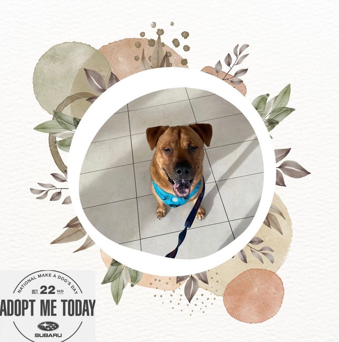 Today, we would like to highlight our next Underdog, Clem. Clem is an 8 month old Shar Pei mix. Although he is very cute (and so unbelievably sweet) he is one of our Underdogs. 

Clem came to us as a stray in September and we noticed his eyes were looking a bit gunky. After being seen by our veterinarian, we found out he has a bilateral entropian.

A bilateral entropian is where the eyelids curl inwards rather than outwards. This causes the eyelashes to curl in as well, causing irritation and in some cases, damage to the eyes. 

Clem is our Underdog because our pets with medical concerns often get overlooked for adoption. This may be because some adopters are concerned about adopting a pet who will need medical care after adoption, or maybe because they do not have the resources and ability to care for a pet who will need medical attention. These are valid reasons.

Clem is a young dog who deserves a home that can provide him with medical care, a safe and welcome environment, and lots of snuggles and attention. Although he has a bilateral entropian, Clem would make a great addition to any home. 

Clem will be at Grand Forks Subaru tomorrow from 11:00am - 1:00pm and will be available to adopt on site. If you aren't looking to adopt, but know someone who is, send them our way! We hope to see you out there. <a target='_blank' href='https://www.instagram.com/explore/tags/subarulovespets/'>#subarulovespets</a>