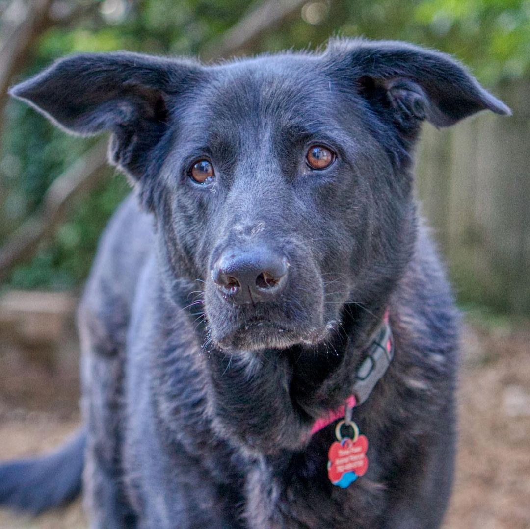 Gypsy is an intelligent 8 years old Shepherd/Lab mix girl. She would be great as a working dog. Her favorite game to play is fetch with a tennis ball or squeaky toy. Gypsy is loyal and sweet to her family and those who take care of her. She will stay by your side and sit at the bathroom door while you are brushing your teeth. She also gives the best doggie kisses.

Gypsy doesn't mind cats and will do better around dogs who are submissive and calm. She just wants to be a follower of the pack and looks to her people as the pack leader.

To adopt, please fill out an adoption application at https://www.threepawsrescue.org/adoption-application/

For information about adoption fee, please visit https://www.threepawsrescue.org/adoption-fees/

To learn about the adoption process, please visit https://www.threepawsrescue.org/adoption-process/

<a target='_blank' href='https://www.instagram.com/explore/tags/adoptdontshop/'>#adoptdontshop</a> <a target='_blank' href='https://www.instagram.com/explore/tags/adopt/'>#adopt</a> <a target='_blank' href='https://www.instagram.com/explore/tags/adoptme/'>#adoptme</a> <a target='_blank' href='https://www.instagram.com/explore/tags/fosteringsaveslives/'>#fosteringsaveslives</a> <a target='_blank' href='https://www.instagram.com/explore/tags/adoptadog/'>#adoptadog</a> <a target='_blank' href='https://www.instagram.com/explore/tags/adoptable/'>#adoptable</a> <a target='_blank' href='https://www.instagram.com/explore/tags/atlanta/'>#atlanta</a> <a target='_blank' href='https://www.instagram.com/explore/tags/atl/'>#atl</a> <a target='_blank' href='https://www.instagram.com/explore/tags/atldog/'>#atldog</a> <a target='_blank' href='https://www.instagram.com/explore/tags/rescuedog/'>#rescuedog</a> <a target='_blank' href='https://www.instagram.com/explore/tags/rescuedismyfavoritebreed/'>#rescuedismyfavoritebreed</a> <a target='_blank' href='https://www.instagram.com/explore/tags/rescuedogsofinstagram/'>#rescuedogsofinstagram</a> <a target='_blank' href='https://www.instagram.com/explore/tags/dogsofig/'>#dogsofig</a> <a target='_blank' href='https://www.instagram.com/explore/tags/dogsofinsta/'>#dogsofinsta</a> <a target='_blank' href='https://www.instagram.com/explore/tags/atlantadog/'>#atlantadog</a> <a target='_blank' href='https://www.instagram.com/explore/tags/dogsofatlanta/'>#dogsofatlanta</a> <a target='_blank' href='https://www.instagram.com/explore/tags/dogsofatl/'>#dogsofatl</a> <a target='_blank' href='https://www.instagram.com/explore/tags/atlantarescuedogs/'>#atlantarescuedogs</a> <a target='_blank' href='https://www.instagram.com/explore/tags/rescuedogsofatlanta/'>#rescuedogsofatlanta</a> <a target='_blank' href='https://www.instagram.com/explore/tags/threepawsrescue/'>#threepawsrescue</a>