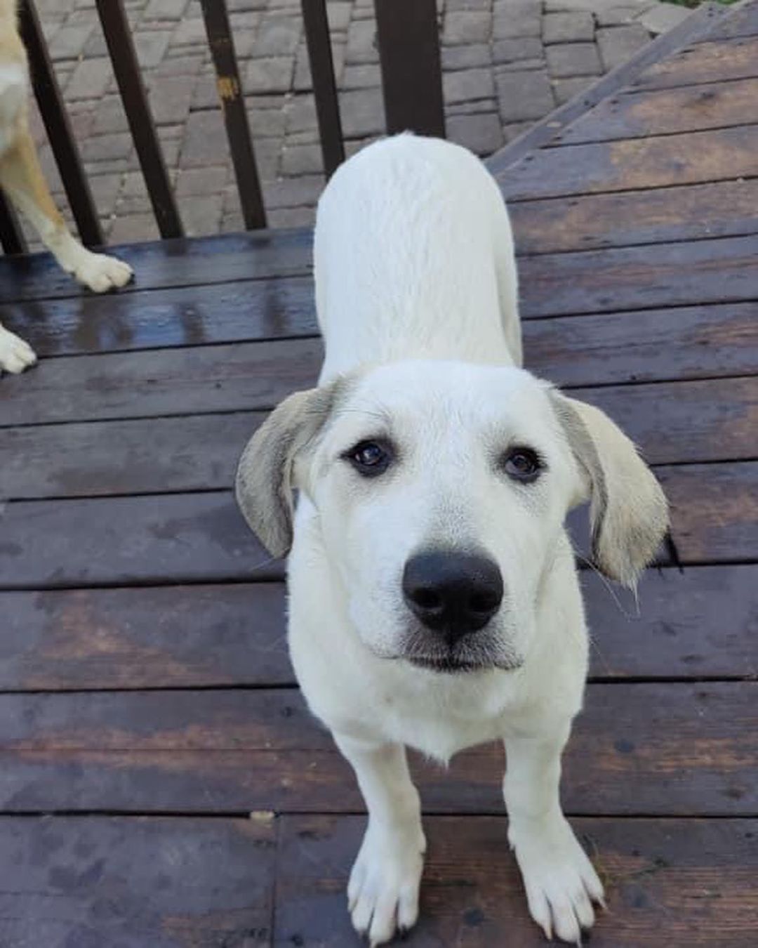 Millie came into rescue with her sister Maggie. The girls were surrendered to us by their owner who had back surgery and could no longer care for them. They had mostly been outside pups when they came to us, but are now enjoying the comforts of indoors. 

We think Millie is a Great Pyrenees mixed with Hound and maybe some Great Dane. Millie is super sweet and pretty independent. She enjoys being where you are, but isn’t needy and can keep herself occupied. Millie isn’t a cuddler yet, but she really likes being petted. Even though she’s on the shy side, she does well when meeting people and enjoys the attention. Millie is braver than her sister and is the first to explore and check out new things. And she is not shy about her bark! Millie loves to wrestle and play with other pups and would love a canine friend to play with in her Furever home. She is also cat friendly. Millie enjoys being outside especially if you are outside with her. She also likes playing in the wading pool. When Millie's ready to relax or nap, her crate is her safe place and she chooses to lay in it. Millie will sit for treats and is doing well with house training and leash training. 

Millie has a short coat and at 4 1/2 months old weighs 41 lbs. Millie is up to date on vaccines, up to date on heartworm and flea/tick preventatives, and microchipped. Our puppies are adopted on a spay/neuter contract with adopter promising to spay/neuter at a later date and must show proof at that time. Apply for Millie here https://www.gprescue.com/current-adoptables

Adoption requirements:
You must have a secure and visible fence, pass a home check and a vet check with at least a two year, excellent vet history. Millie can be adopted in Missouri, Illinois, Iowa, Wisconsin, Minnesota, and Indiana. 
*Being fostered in Reynolds, IL*
www.gprescue.com
🐾
<a target='_blank' href='https://www.instagram.com/explore/tags/greatPyrenees/'>#greatPyrenees</a> <a target='_blank' href='https://www.instagram.com/explore/tags/greatpyreneesofthehour/'>#greatpyreneesofthehour</a> <a target='_blank' href='https://www.instagram.com/explore/tags/greatpyreneesoftheday/'>#greatpyreneesoftheday</a> <a target='_blank' href='https://www.instagram.com/explore/tags/greatpyreneesfeature/'>#greatpyreneesfeature</a> <a target='_blank' href='https://www.instagram.com/explore/tags/greatpyrfeature/'>#greatpyrfeature</a> <a target='_blank' href='https://www.instagram.com/explore/tags/dogstagram/'>#dogstagram</a> <a target='_blank' href='https://www.instagram.com/explore/tags/dogoftheday/'>#dogoftheday</a> <a target='_blank' href='https://www.instagram.com/explore/tags/dogsofinsta/'>#dogsofinsta</a> <a target='_blank' href='https://www.instagram.com/explore/tags/petsofinstagram/'>#petsofinstagram</a> <a target='_blank' href='https://www.instagram.com/explore/tags/petstagram/'>#petstagram</a> <a target='_blank' href='https://www.instagram.com/explore/tags/polarbeardog/'>#polarbeardog</a> <a target='_blank' href='https://www.instagram.com/explore/tags/giantdogsofinstagram/'>#giantdogsofinstagram</a> <a target='_blank' href='https://www.instagram.com/explore/tags/giantbreedlovers/'>#giantbreedlovers</a> <a target='_blank' href='https://www.instagram.com/explore/tags/adoptdontshop/'>#adoptdontshop</a> <a target='_blank' href='https://www.instagram.com/explore/tags/dogsofmo/'>#dogsofmo</a> <a target='_blank' href='https://www.instagram.com/explore/tags/adopt/'>#adopt</a> <a target='_blank' href='https://www.instagram.com/explore/tags/foster/'>#foster</a> <a target='_blank' href='https://www.instagram.com/explore/tags/greatpyreneesrescueofmissouri/'>#greatpyreneesrescueofmissouri</a> <a target='_blank' href='https://www.instagram.com/explore/tags/greatpyreneesrescueofmo/'>#greatpyreneesrescueofmo</a>