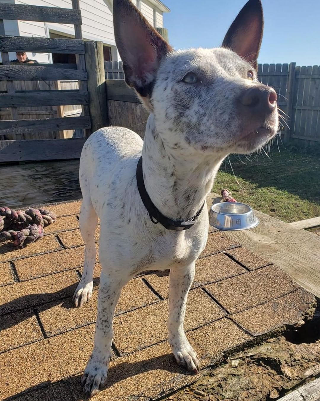 🤠🐴🤠 MEET RODEO! 🤠🐴🤠

🐂 Rodeo is a dashingly handsome 6mo old heeler mix that weighs 32lbs. We *estimate* his adult weight to be around 45lbs. 
🐂 He has typical heeler spunk and energy, along with the standard intelligence and drive to learn! 
🐂 Rodeo is very treat motivated and eager to please! He would love a family that wants to train him and teach him tricks, and maybe even enter him into some agility courses! 
🐂 Rodeo is a relatively quiet fellow and doesn’t show a tendency to bark much. 
🐂 He loves other dogs and eager to make new friends! 

🤠 Rodeo is still young, and while he’s improved a lot in regards to house-training, he will need continued guidance.
🤠 He would do best in a home without cats, as he loves to chase them! 

✔️ Rodeo is neutered, UTD on vaccines, and microchipped.

If you are interested in adopting this pet, please head to www.pettalesrescue.com and fill out an application ✍🏼 

Meet Rodeo.  He arrived in Michigan from a shelter in Alabama.  He is an energetic 6 month old heeler mix.  Rodeo loves to play and wants to please.  He is treat motivated and listens well.  Currently, he knows sit, shake and down.  Rodeo has a tendency to jump, but responds well to 